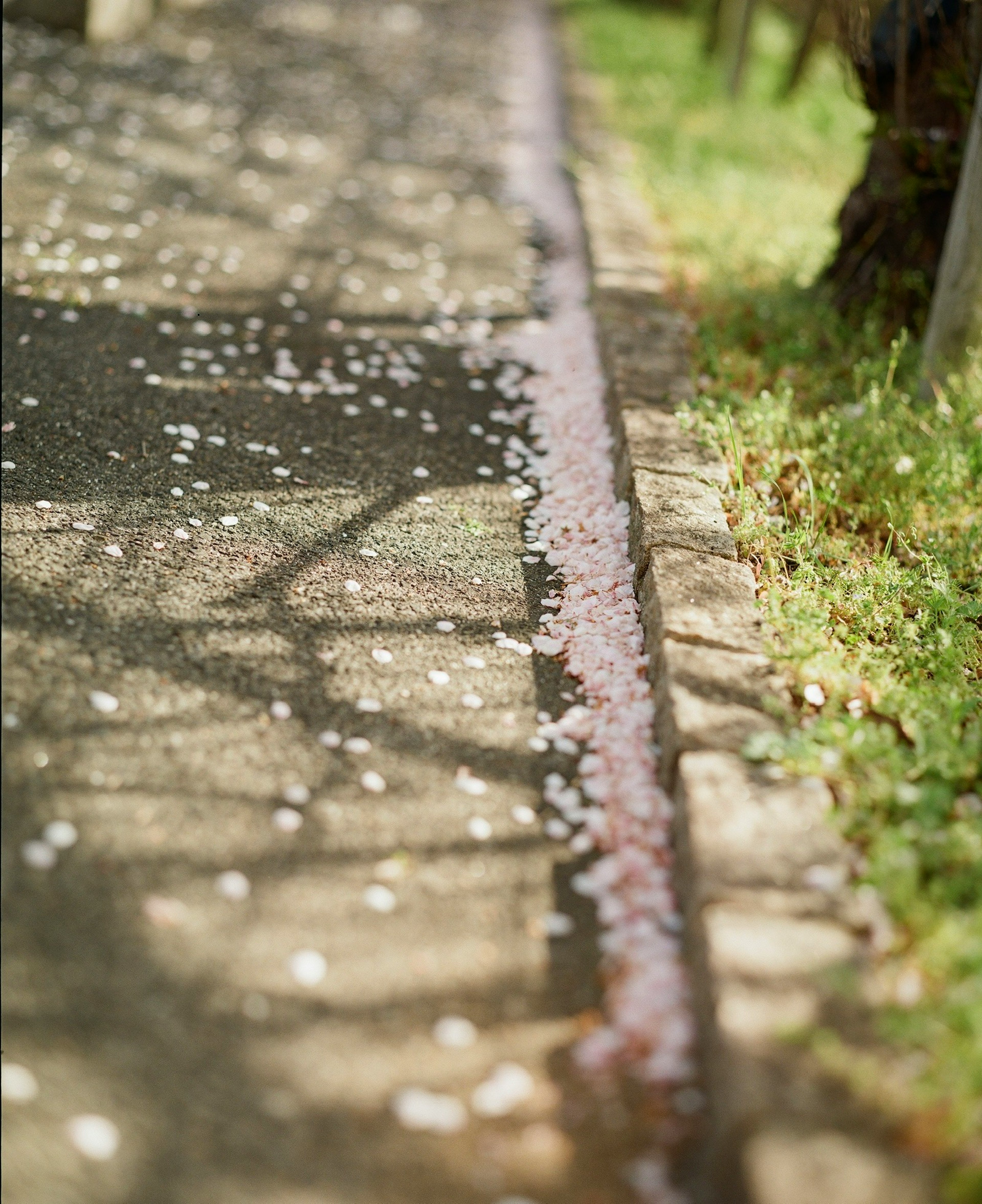 Cherry blossom petals scattered along a pathway with green grass