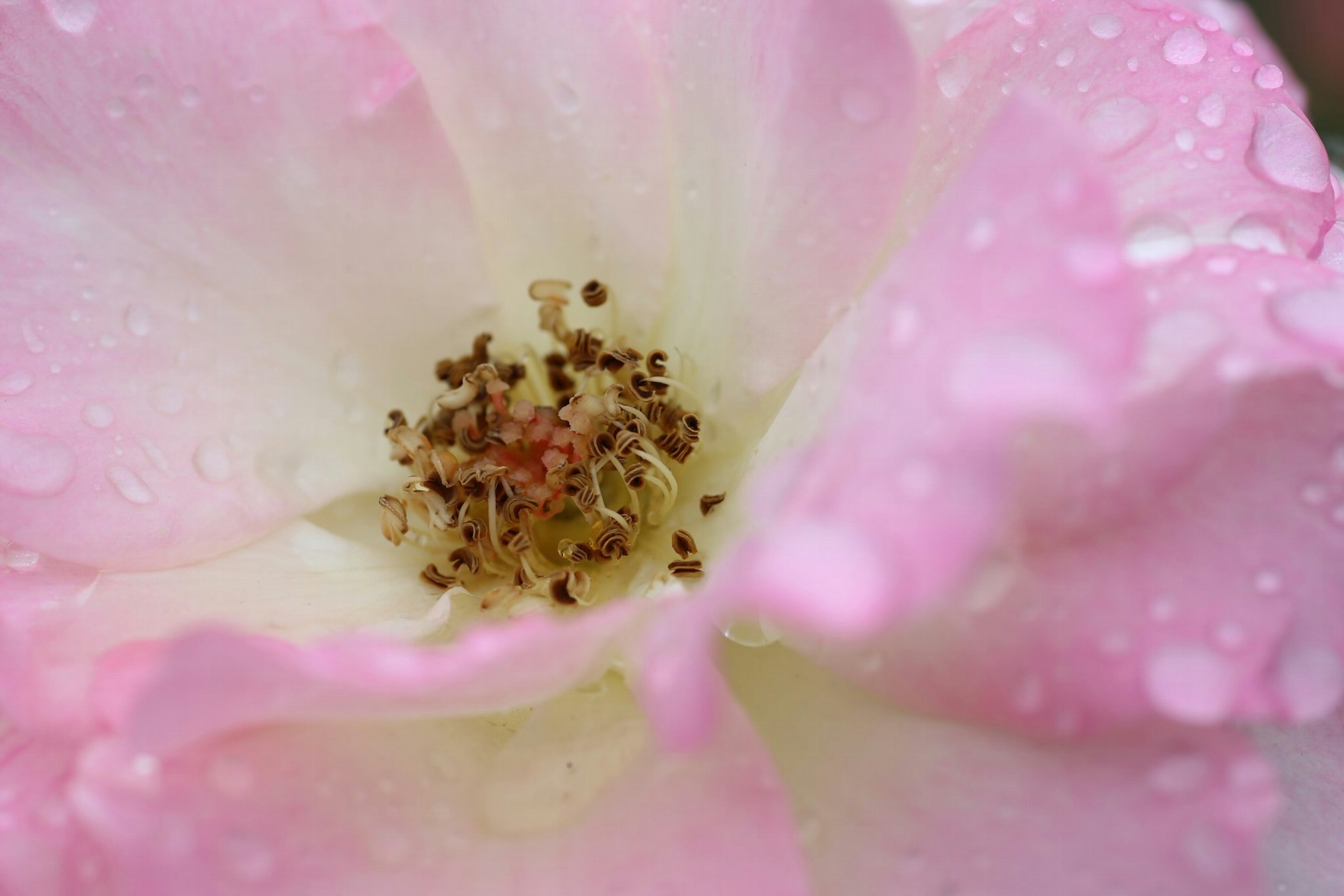 Nahaufnahme einer rosa Rose mit Wassertropfen