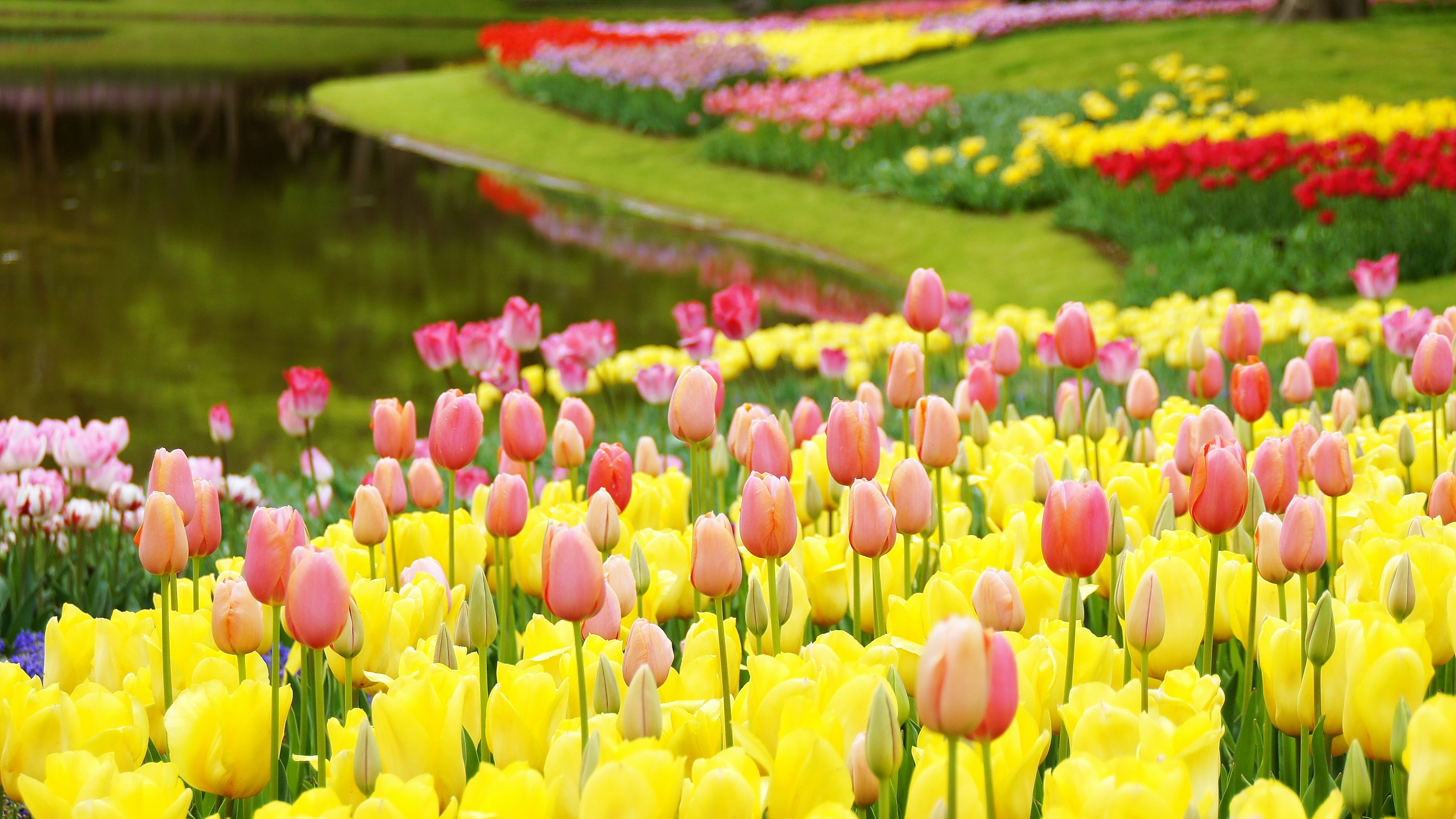 Pemandangan taman yang indah dengan tulip berwarna-warni yang mekar