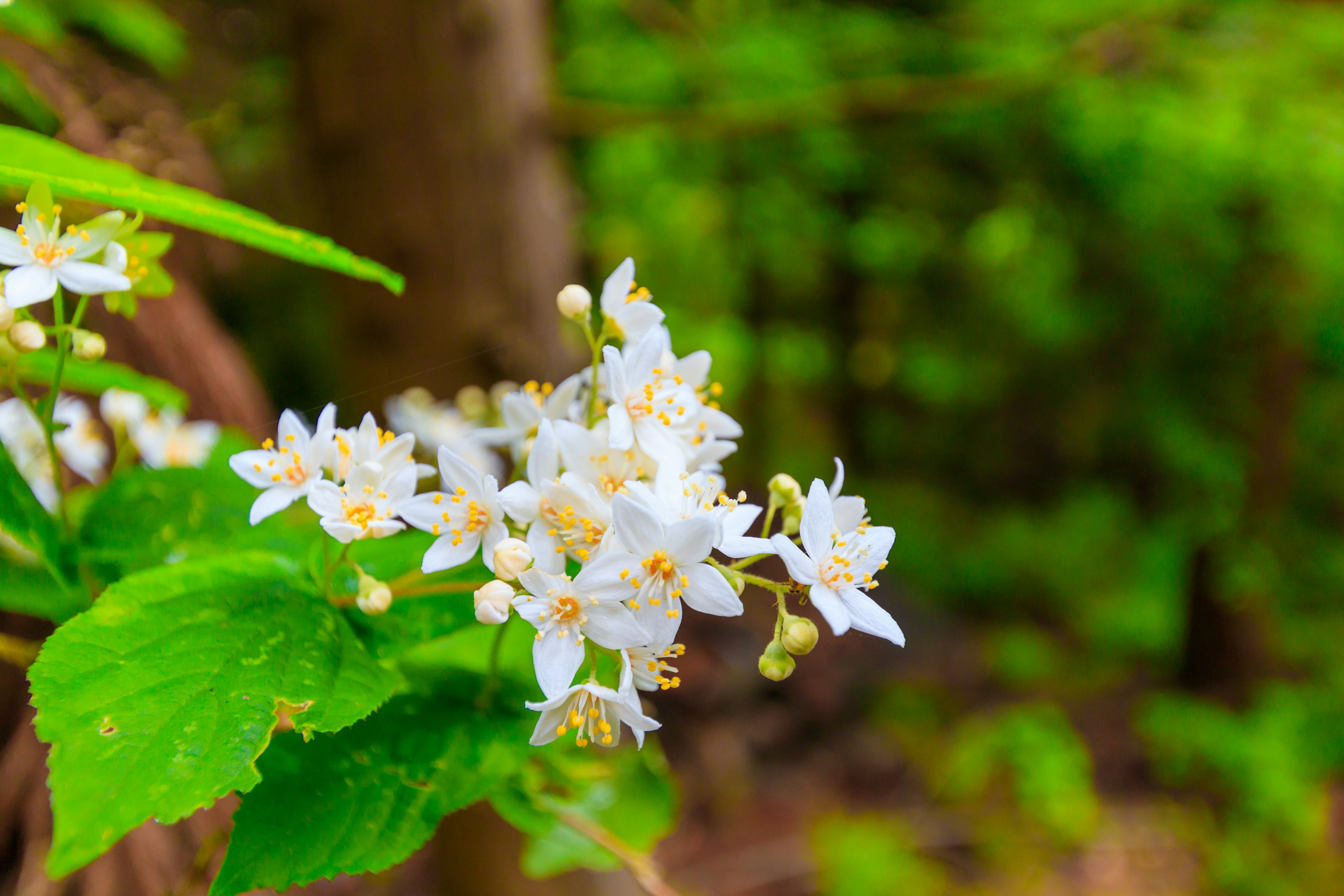 Büschel von weißen Blumen mit grünen Blättern vor einem üppigen Waldhintergrund