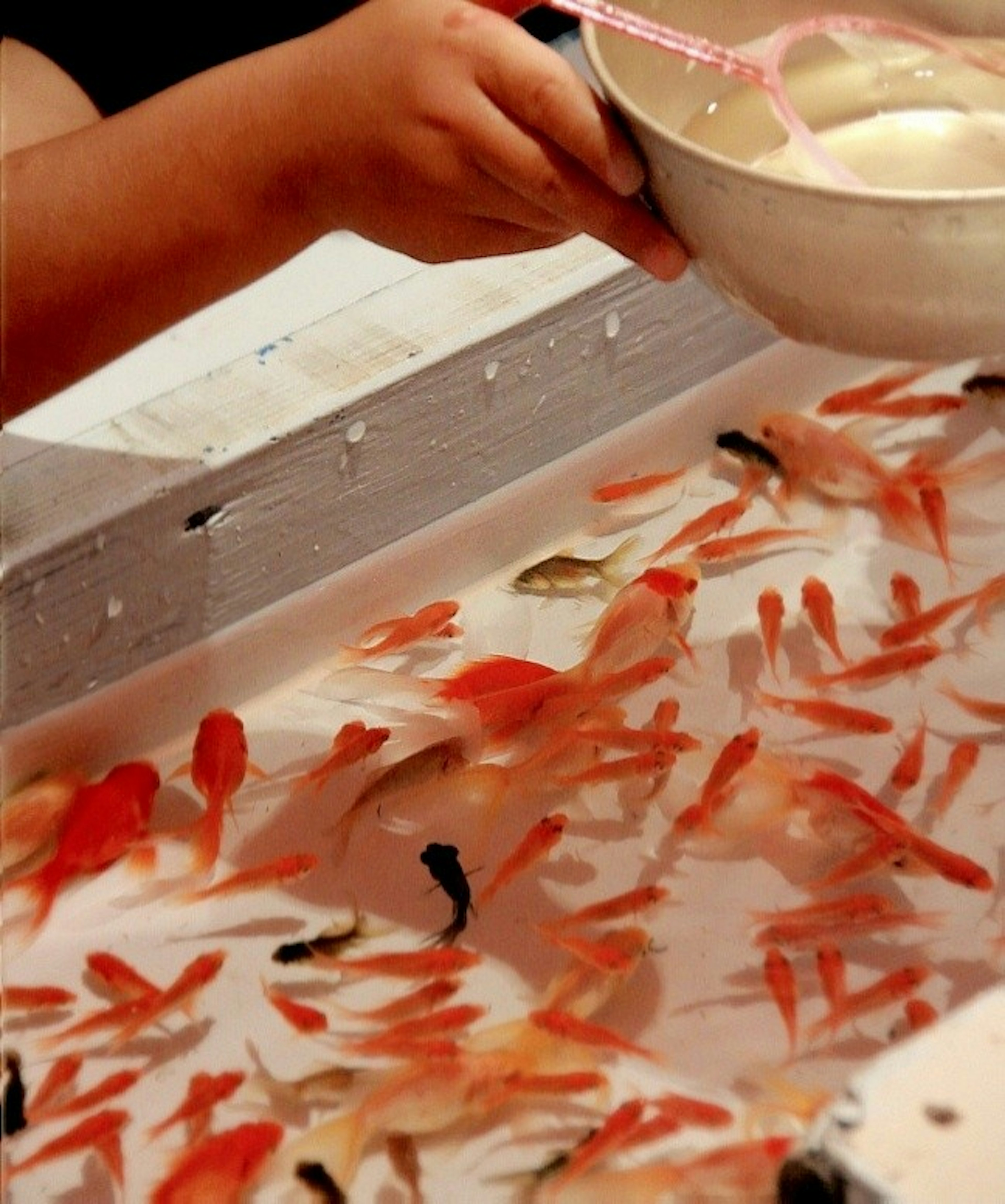 A person holding a bowl above a tank filled with goldfish