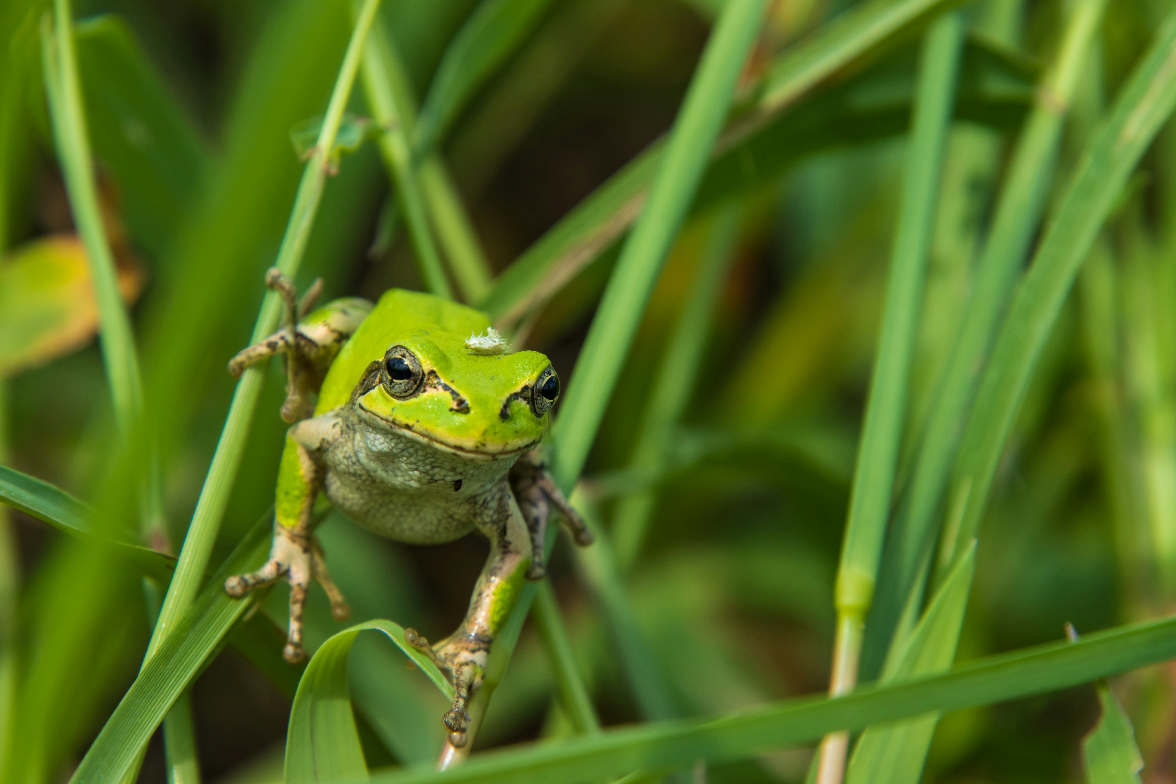 Katak hijau duduk di antara rumput