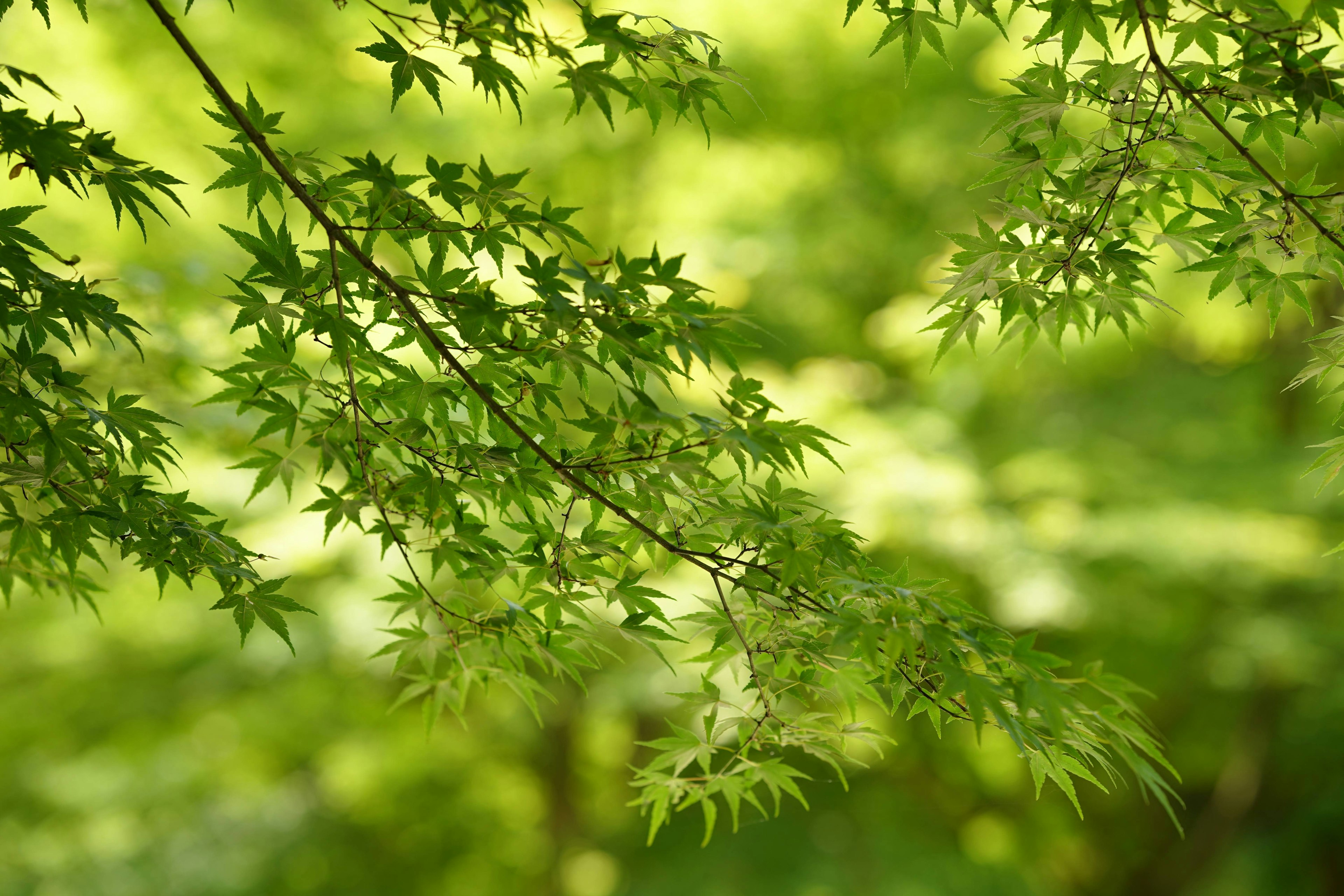 Gros plan d'une branche avec des feuilles vertes et lumière douce filtrant à travers un arrière-plan forestier