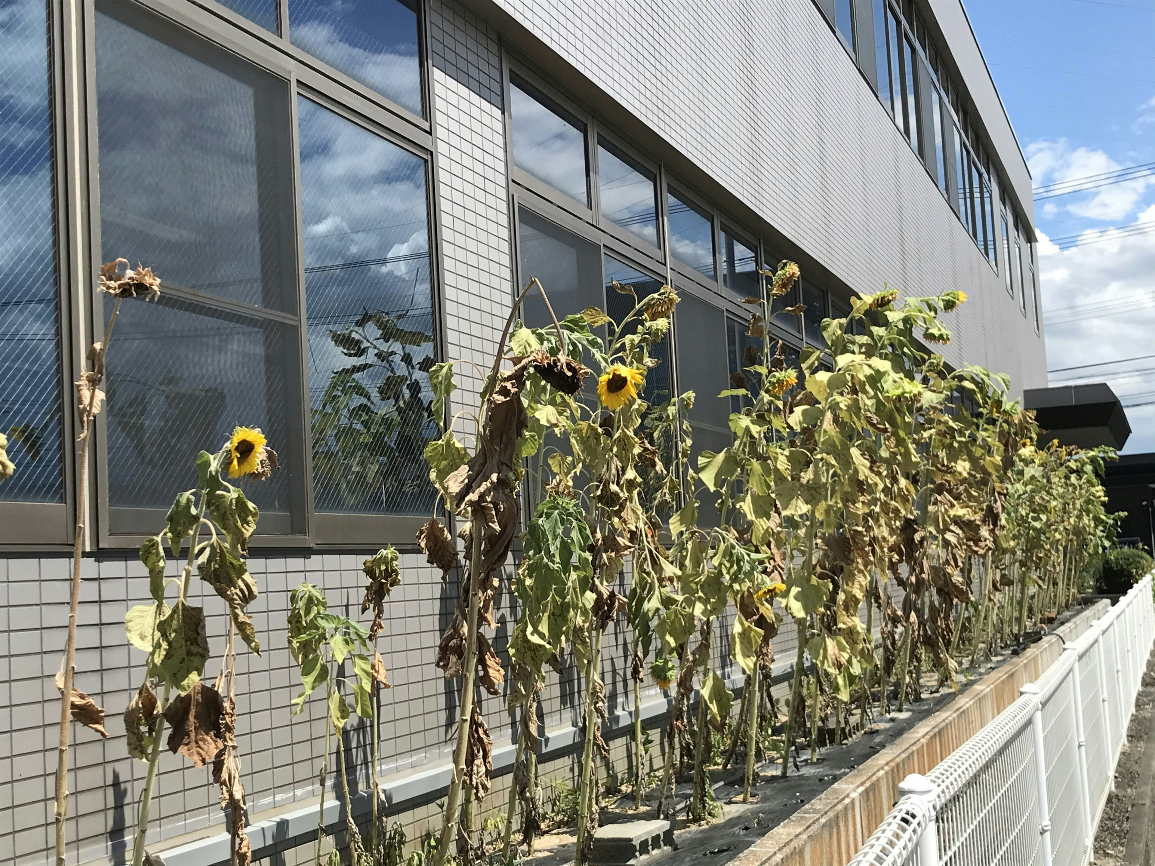 Dried sunflowers lined up against a building wall