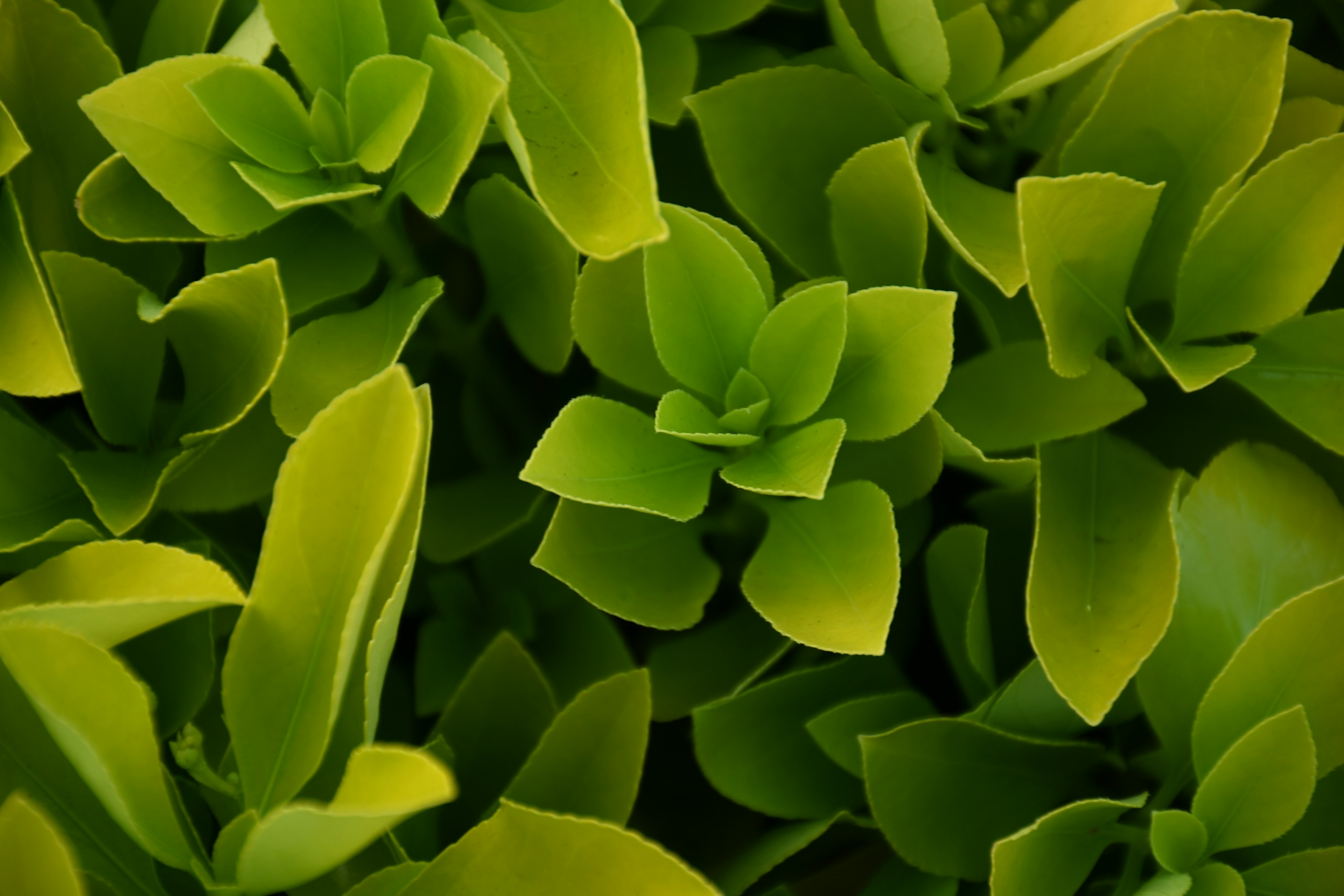 Acercamiento de hojas verdes densas de una planta