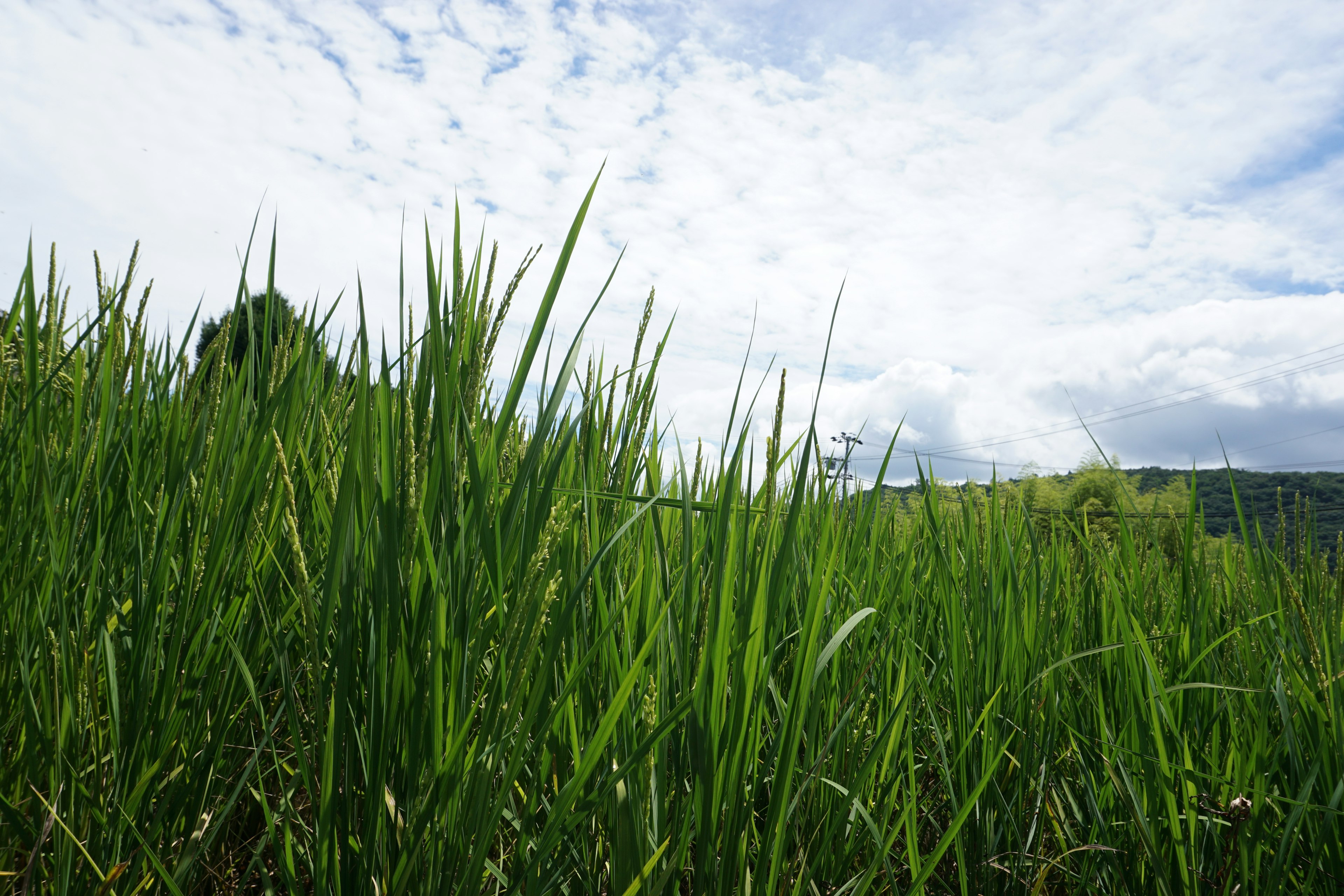 Erba verde rigogliosa con cielo blu