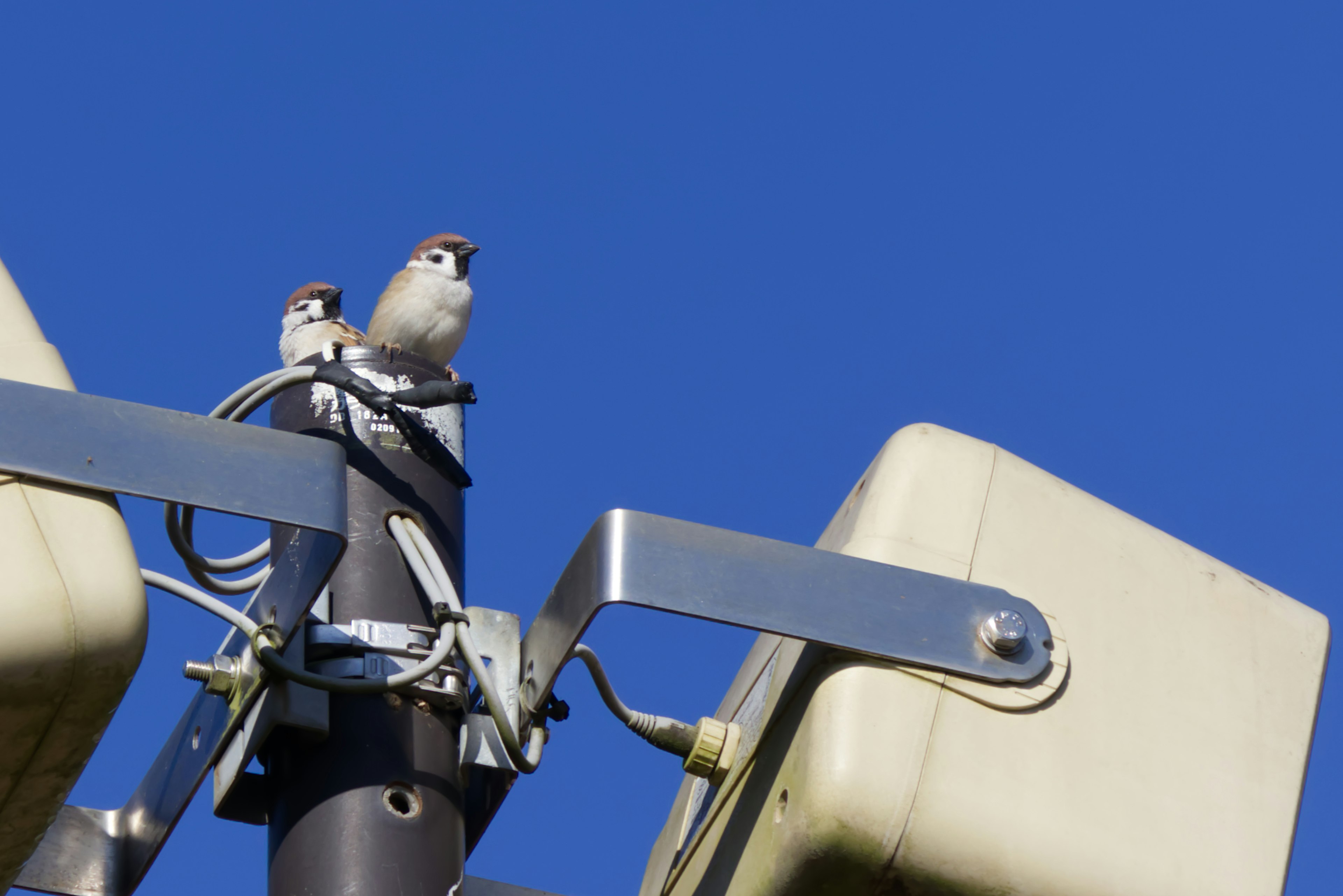 Two sparrows perched on a pole under a blue sky