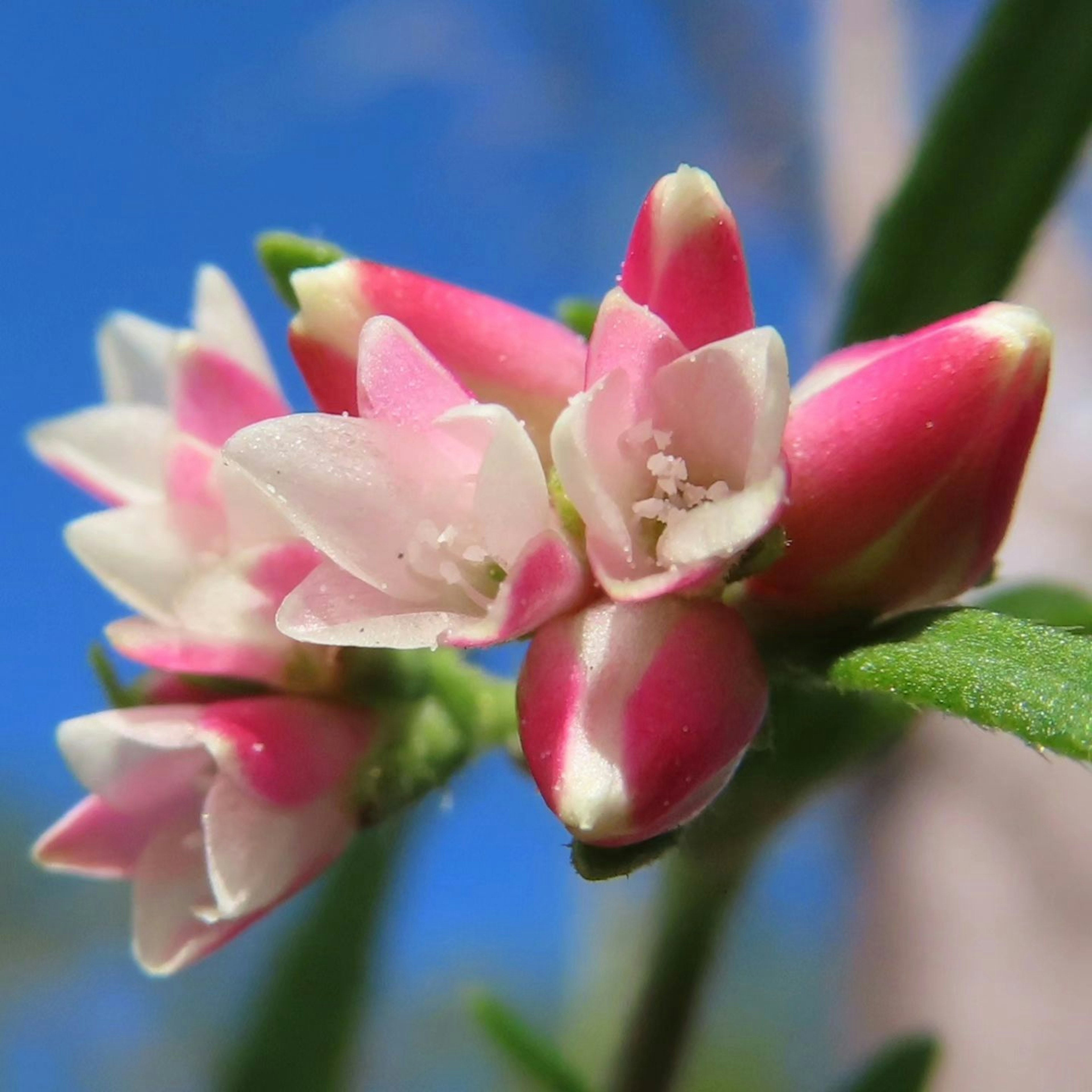 Nahaufnahme einer Pflanze mit lebhaften rosa und weißen Blüten