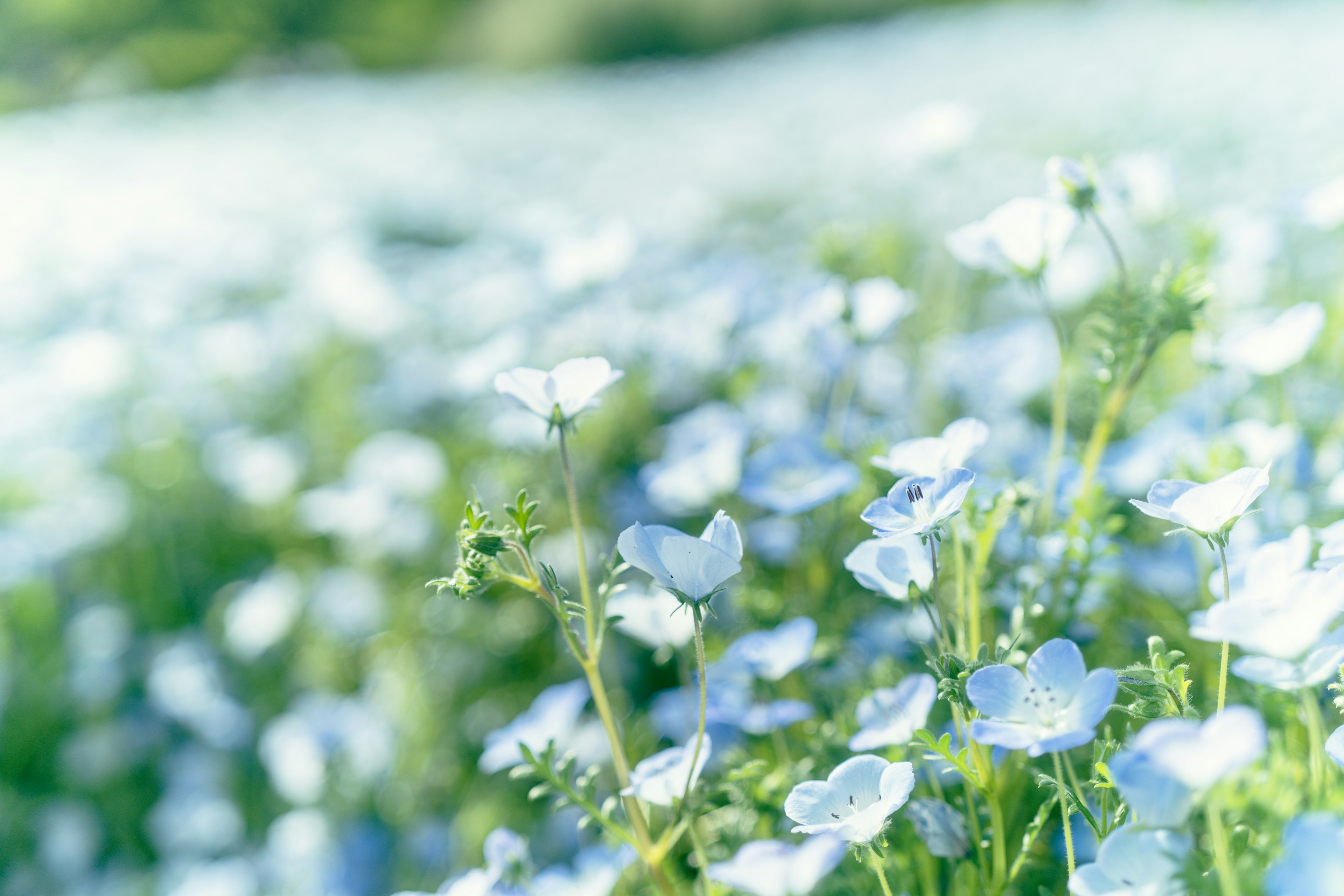 Foto close-up lanskap yang dipenuhi bunga biru