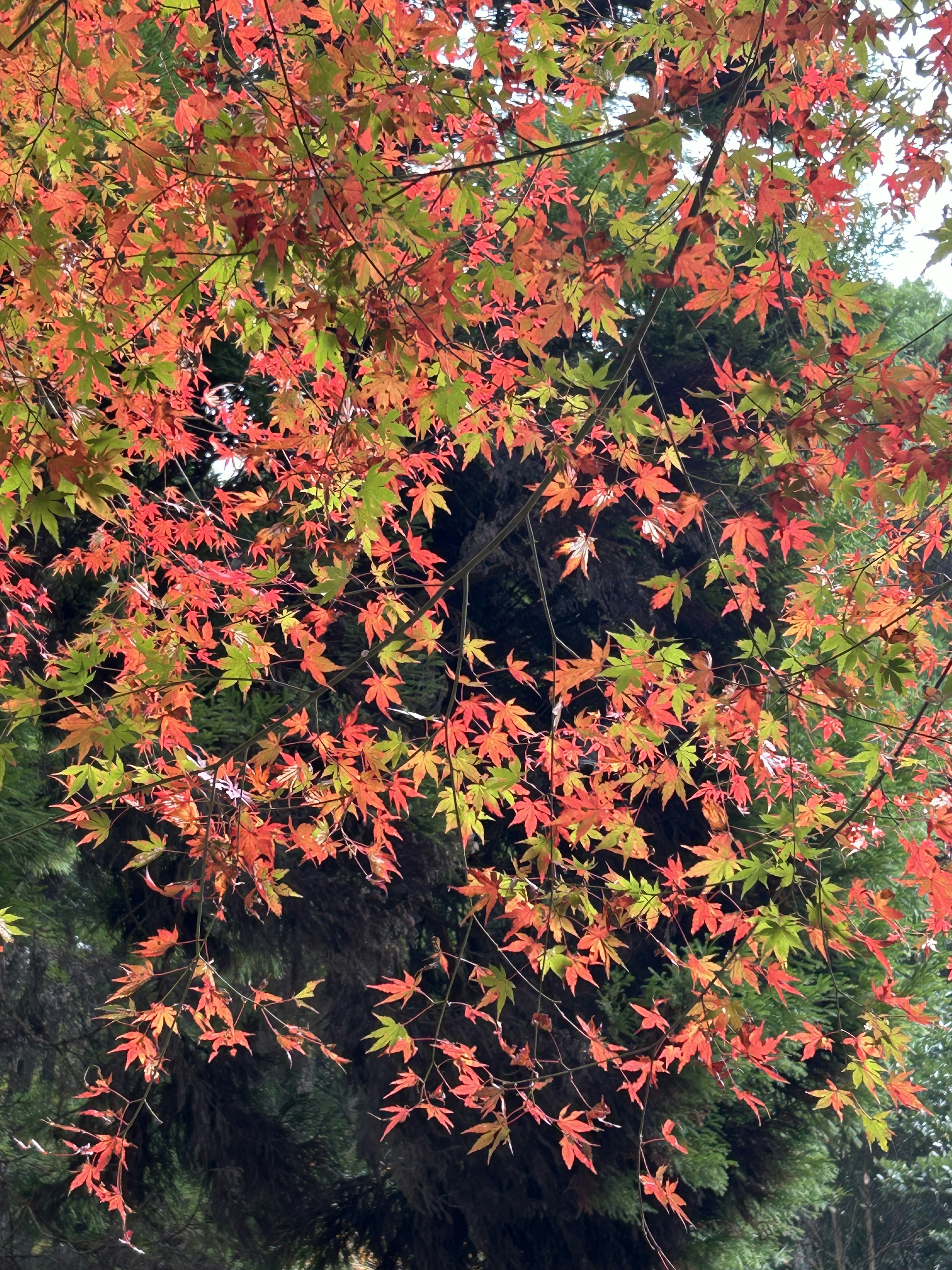 鮮やかな赤と緑の葉が特徴の木の枝