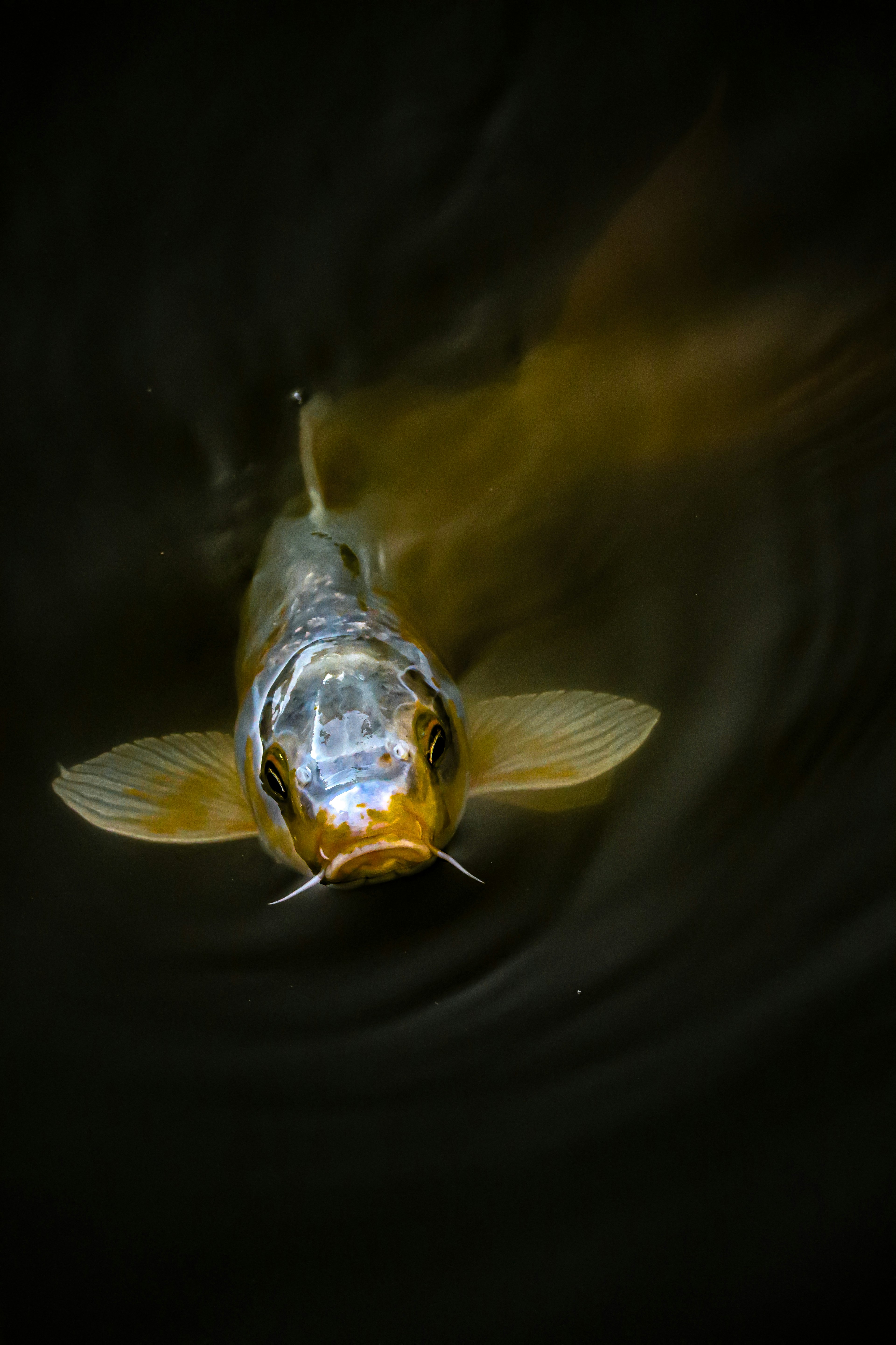 Nahaufnahme eines schönen Koi-Fisches, der an der Wasseroberfläche schwimmt