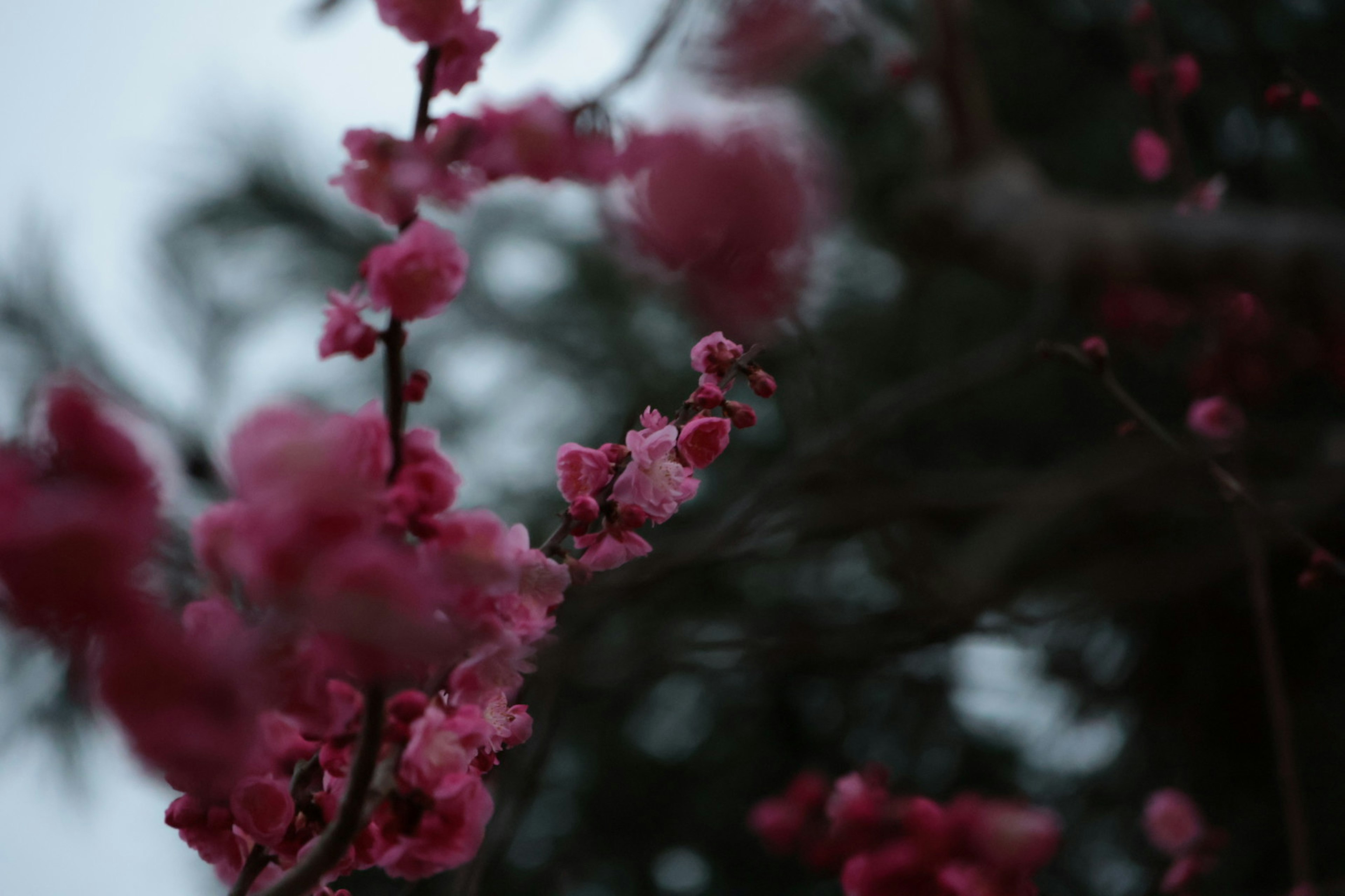 Close-up of flowering branch with pink blossoms against a soft background