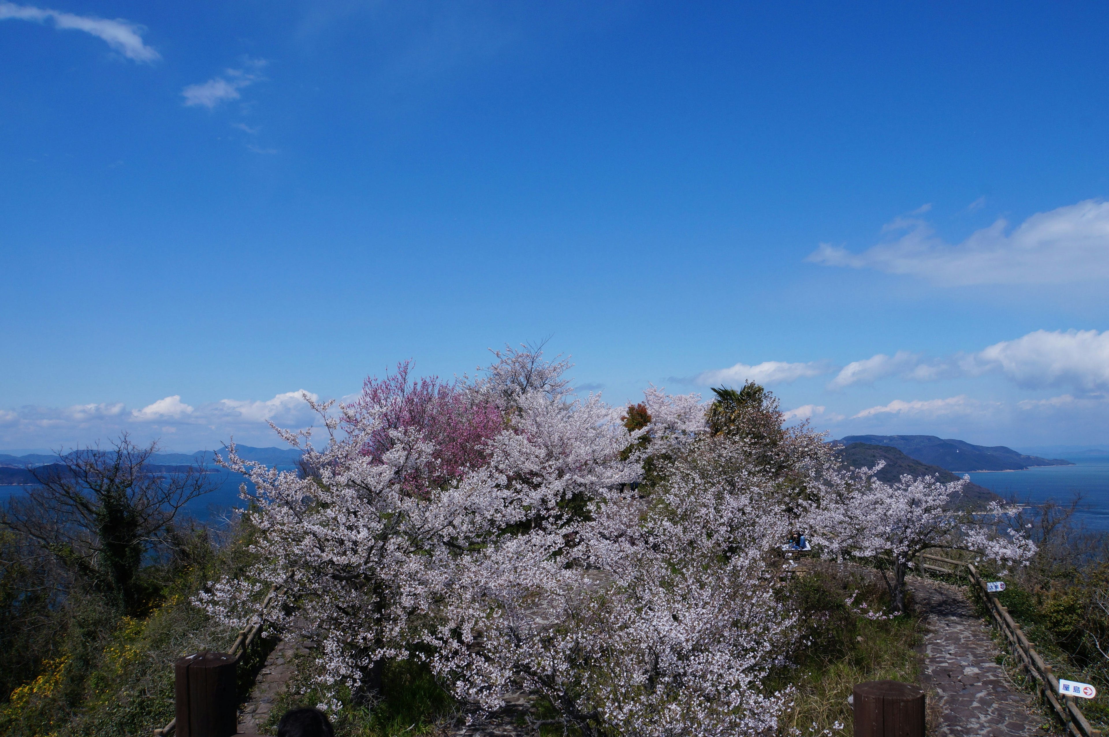 Vista escénica de cerezos en flor bajo un cielo azul