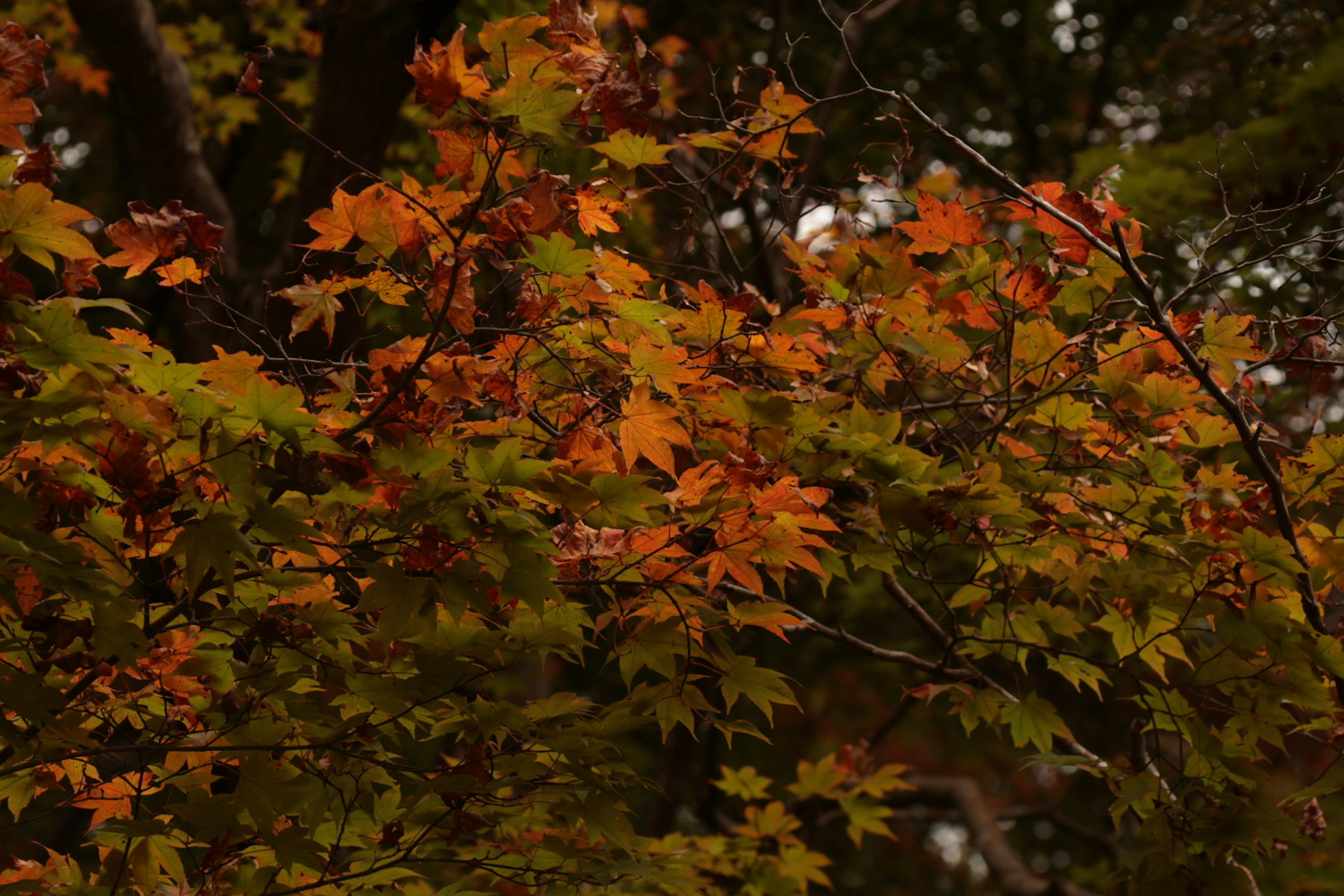 Branches of a tree with vibrant autumn-colored leaves