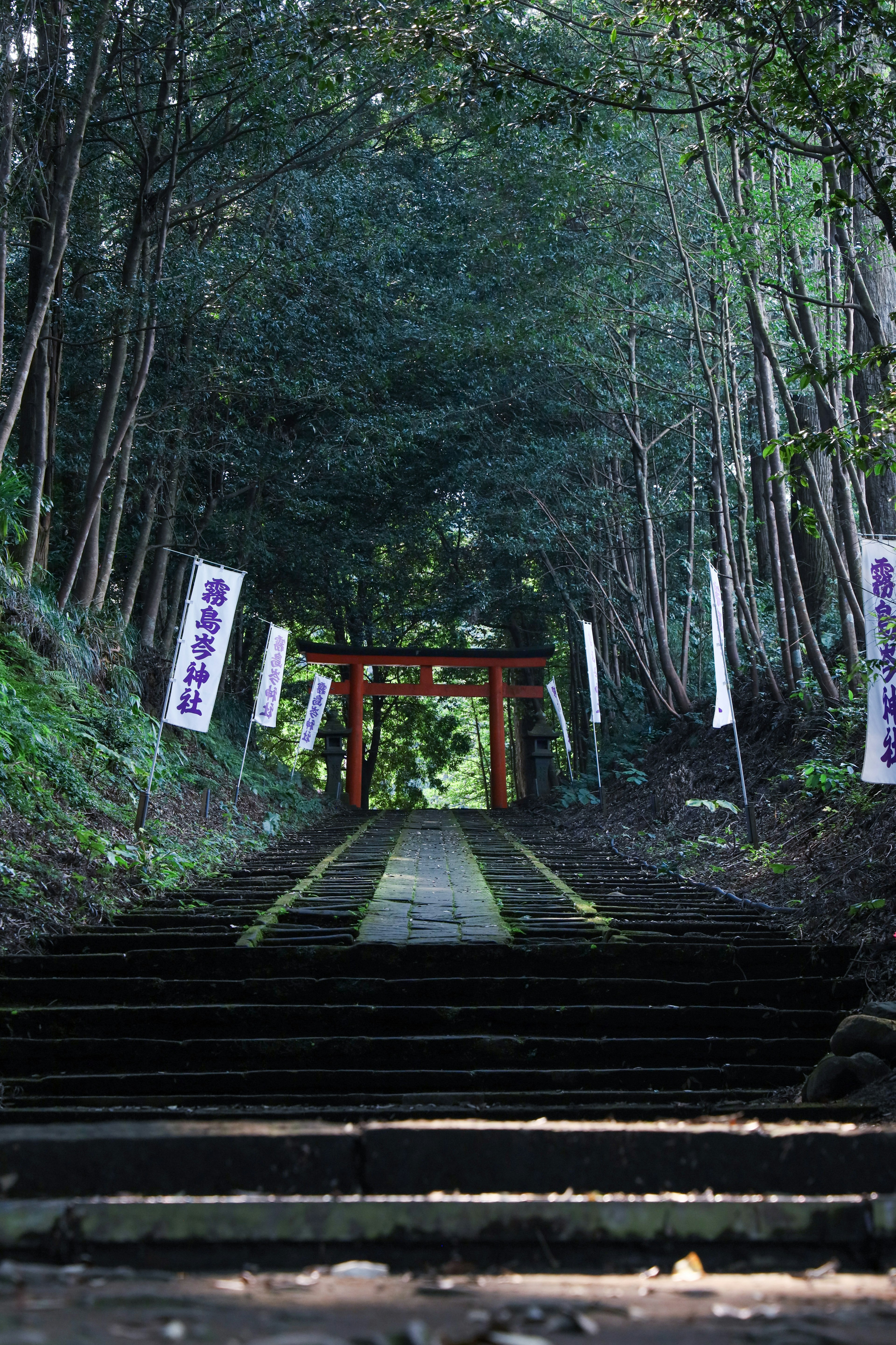 Stairway in a lush forest leading to a torii gate