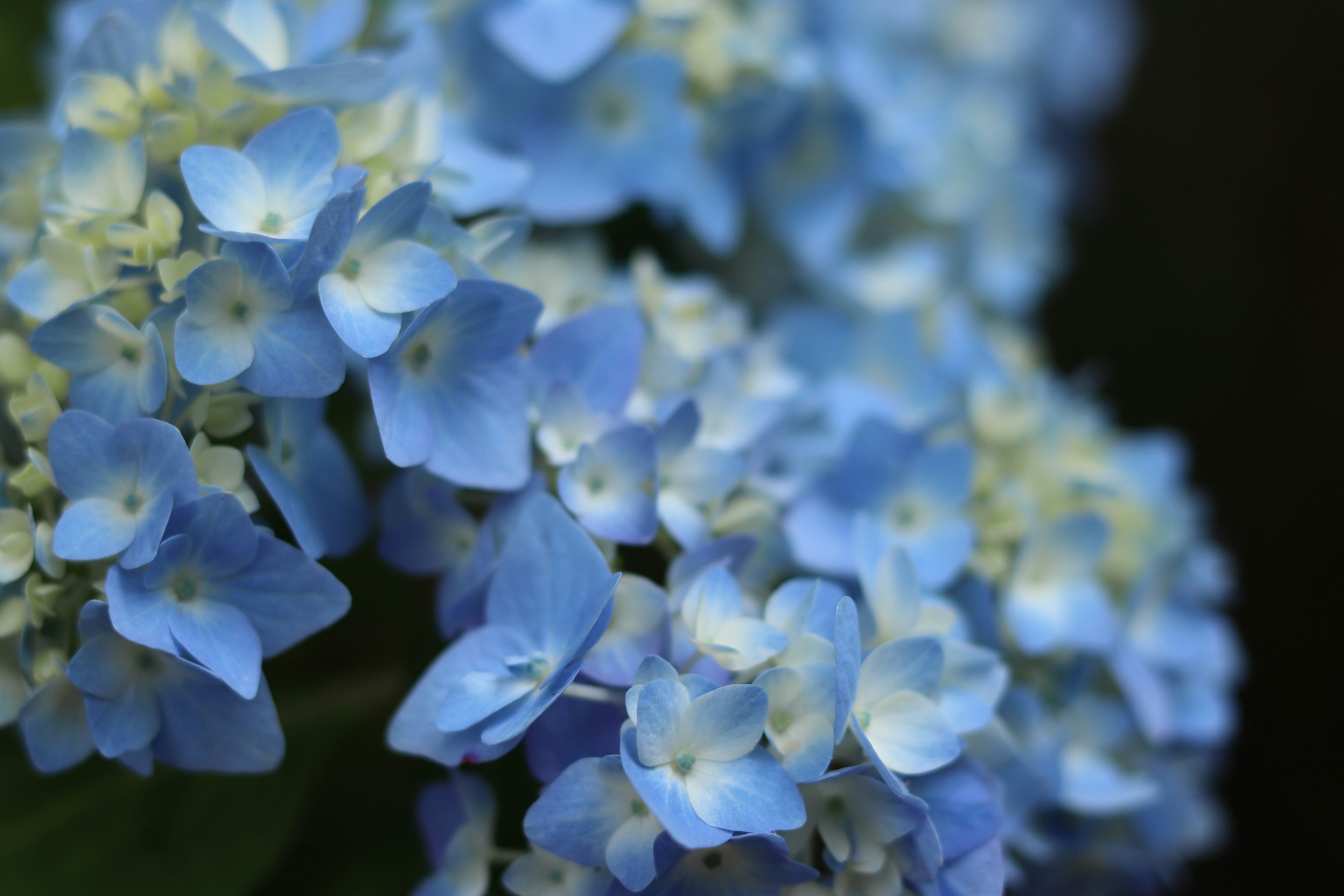 Nahaufnahme von blauen Hortensienblüten