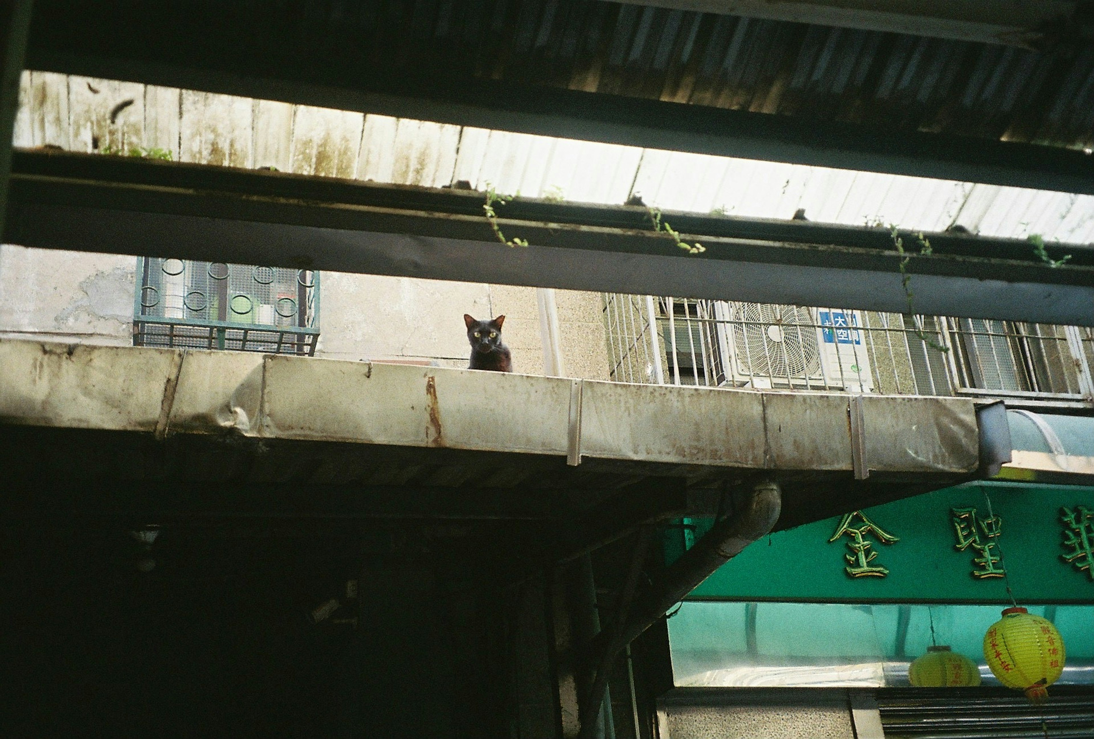 Seekor kucing hitam duduk di balkon bangunan tua