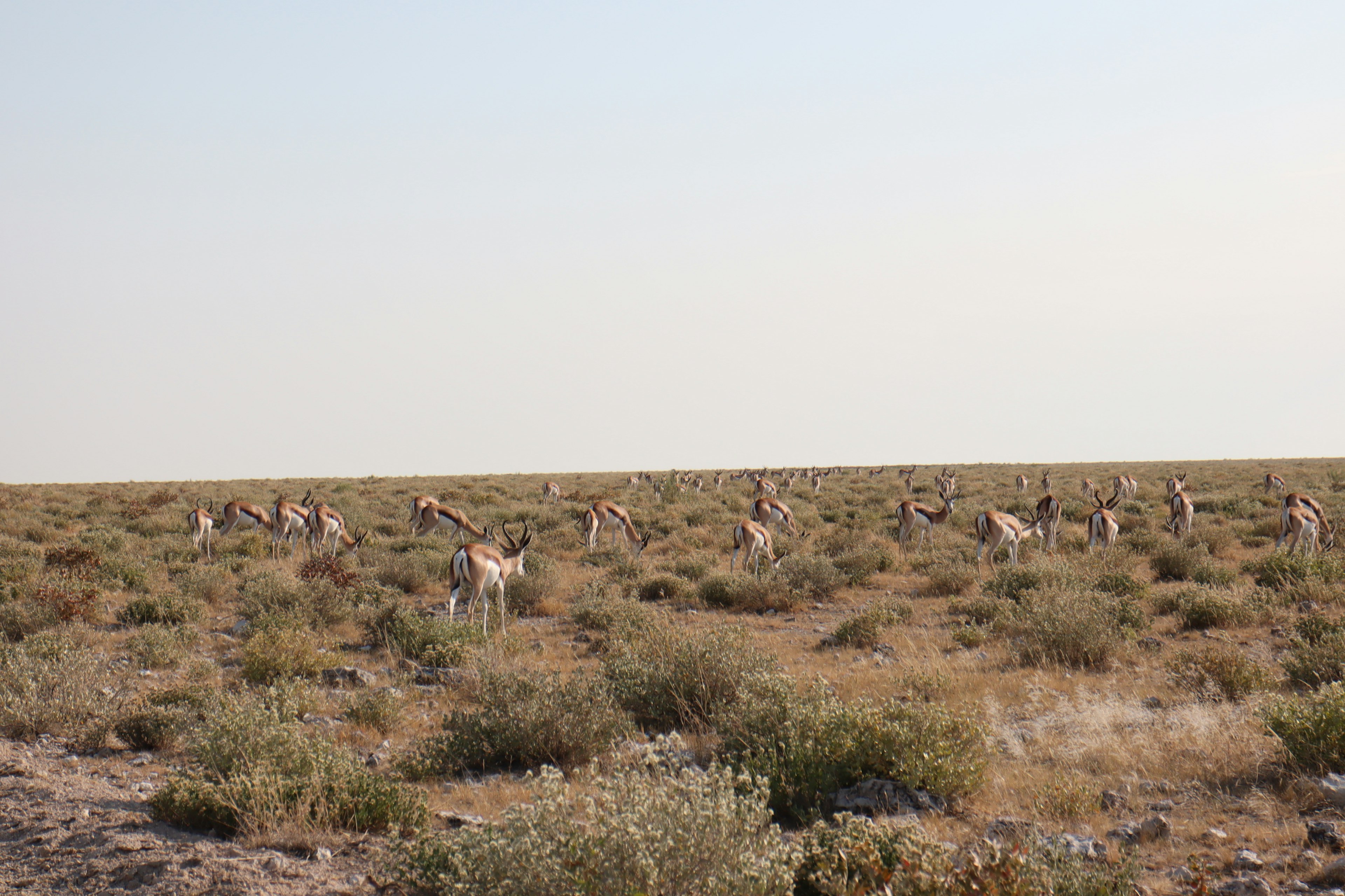 Mehrere Tiere in einer weiten Graslandschaft