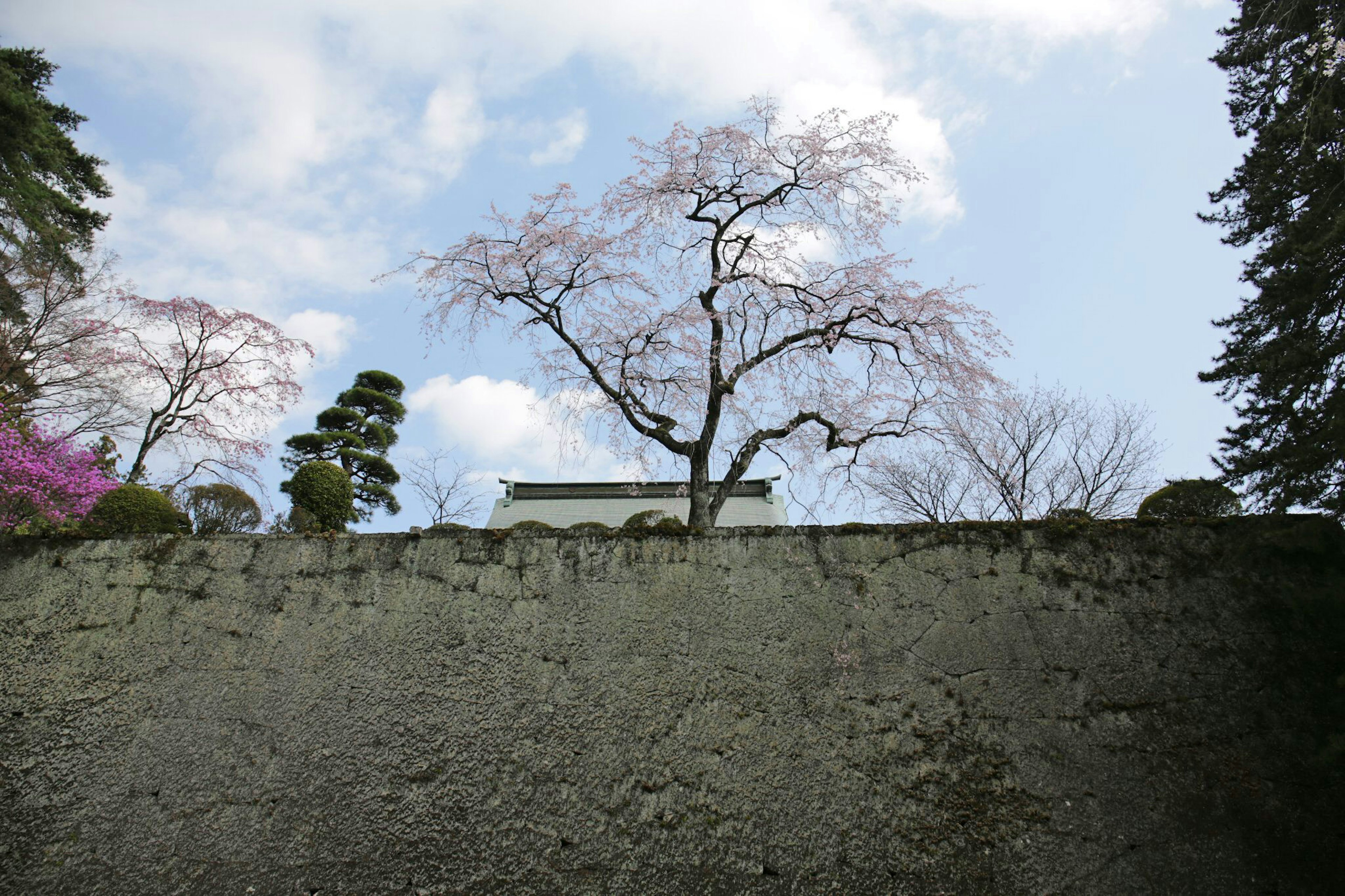 青空の下に桜の木がある景色 壁の上から見える風景