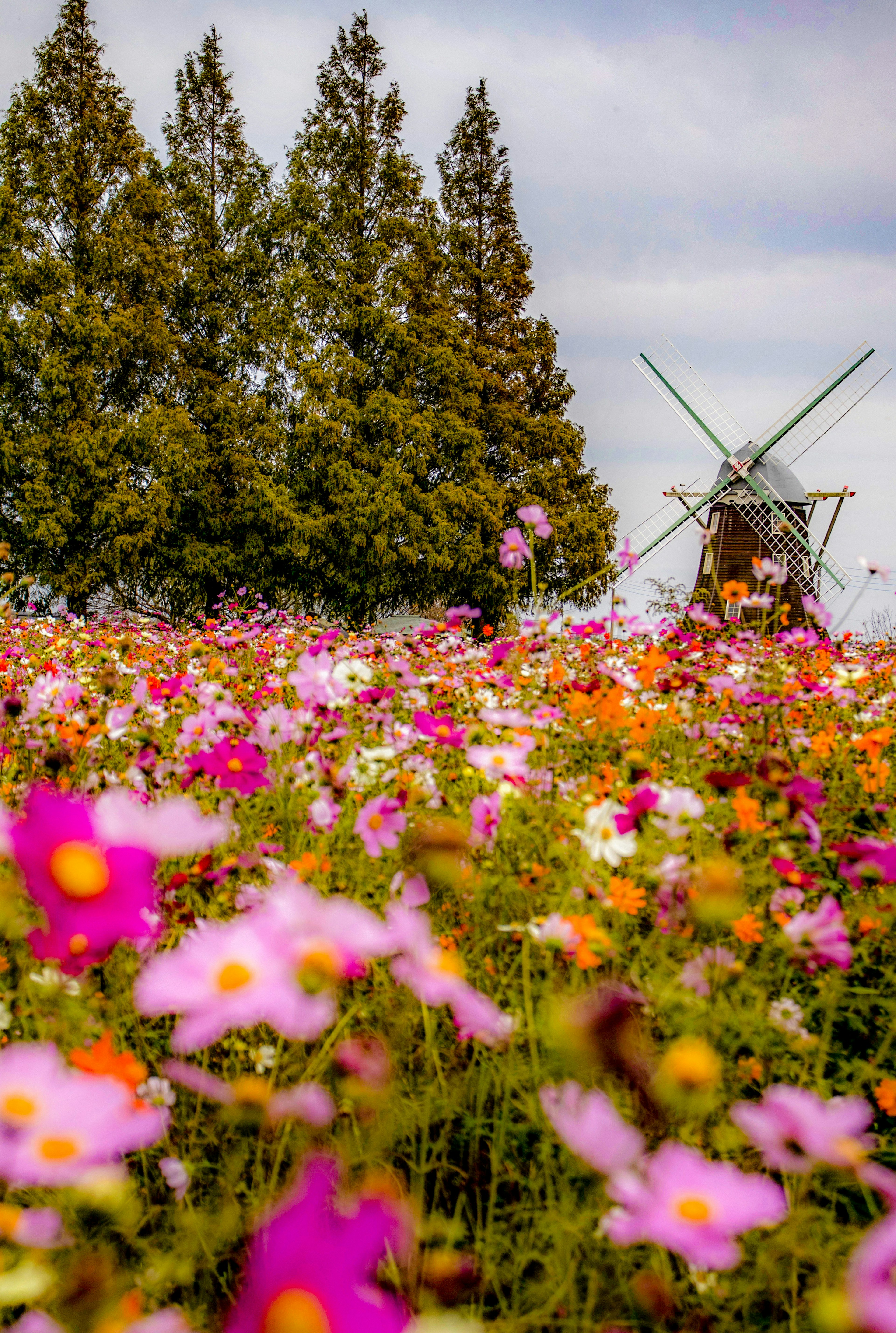 Colorful flowers in bloom with a windmill in the background