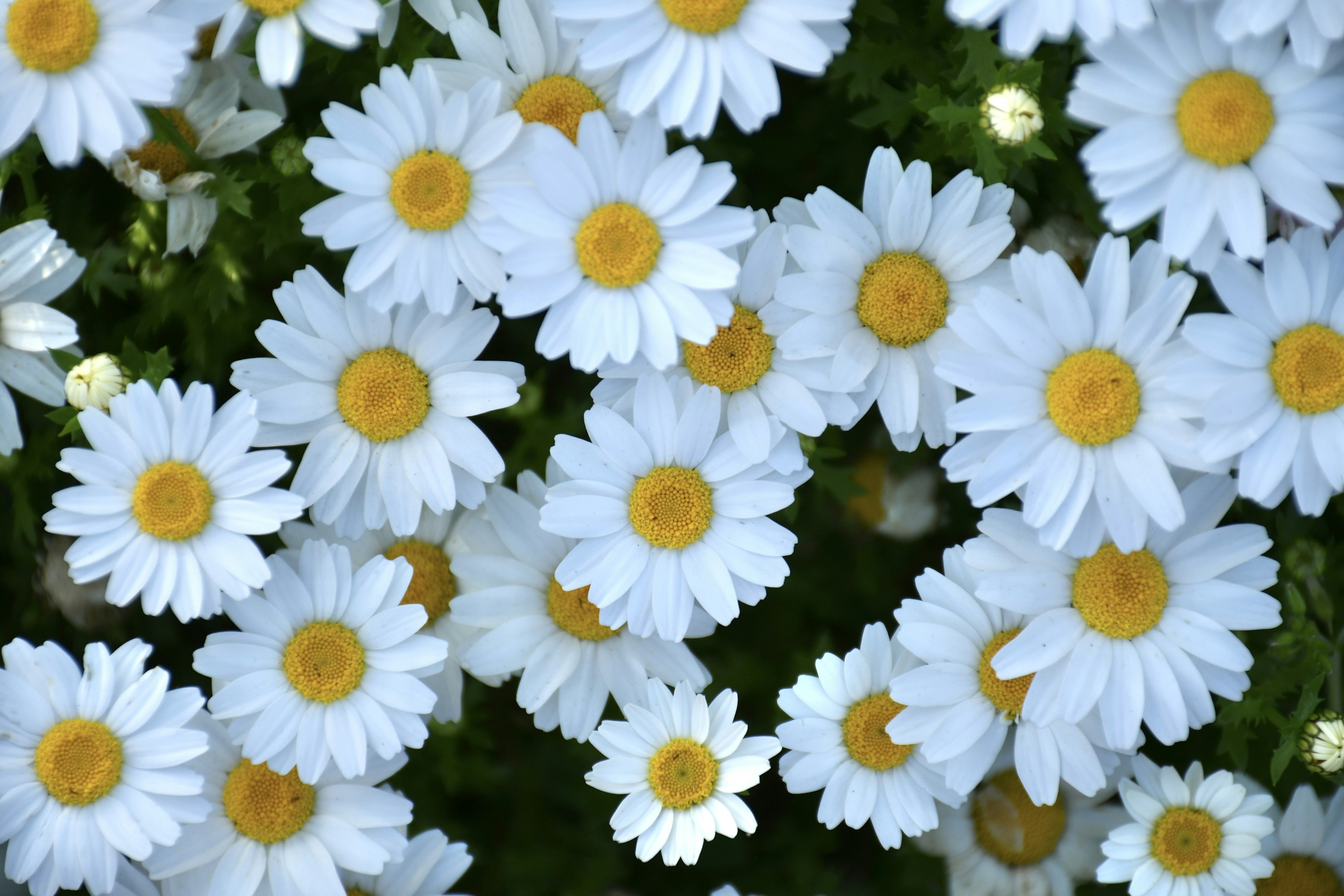 Ansammlung von weißen Gänseblümchen mit gelben Mittelpunkten