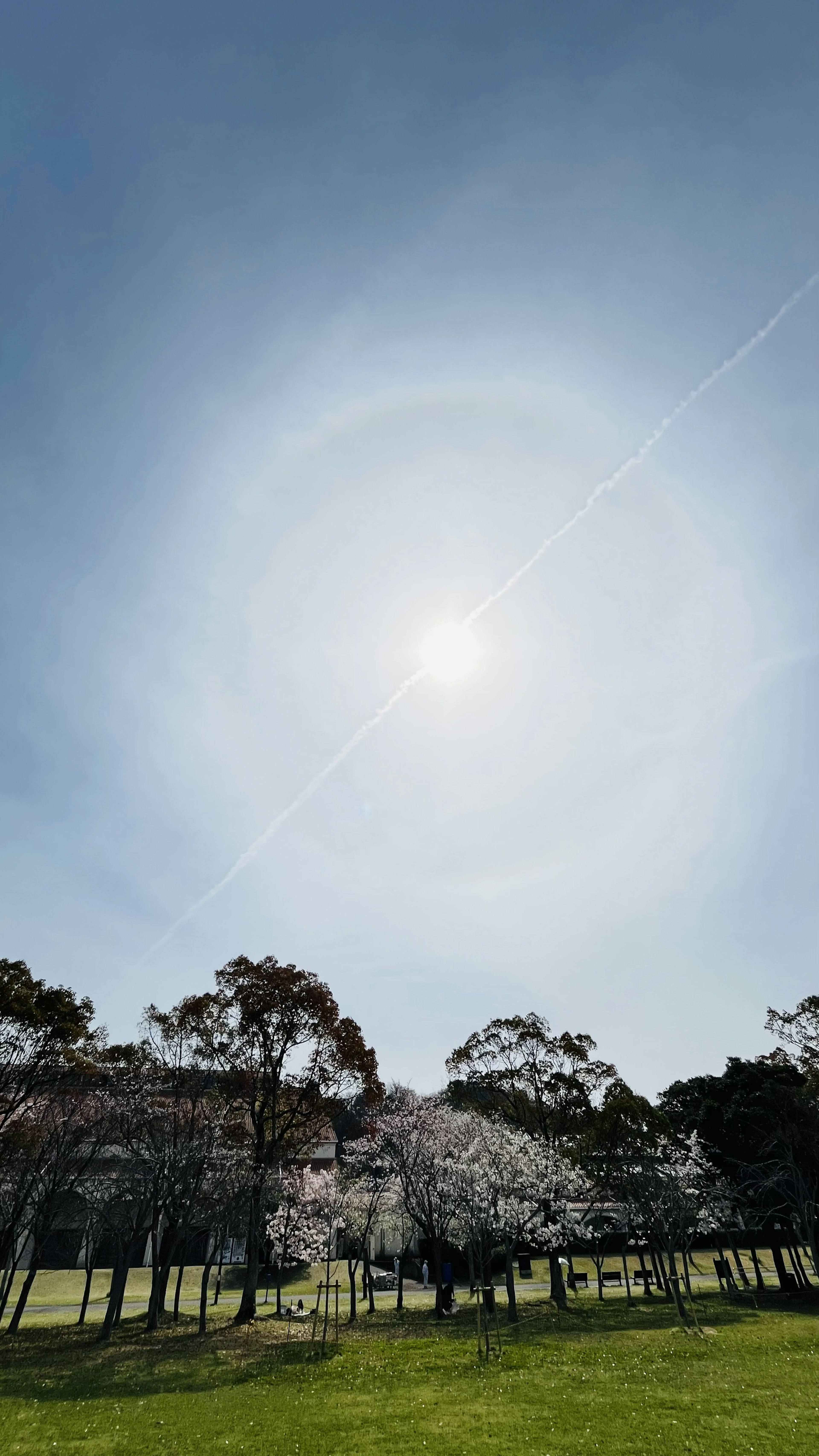 Bright blue sky with a halo around the sun and blooming trees