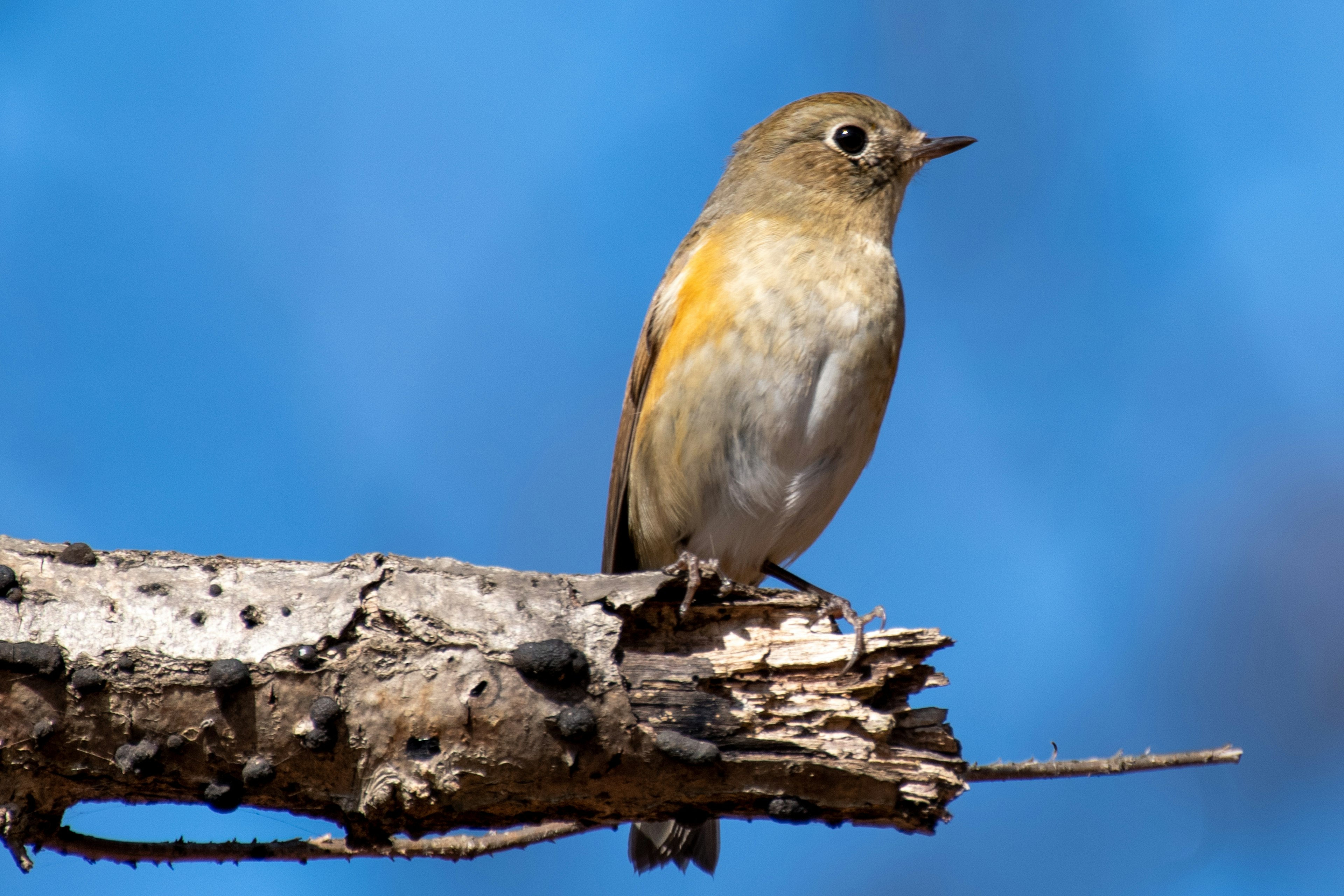 A small bird perched on a branch against a blue sky