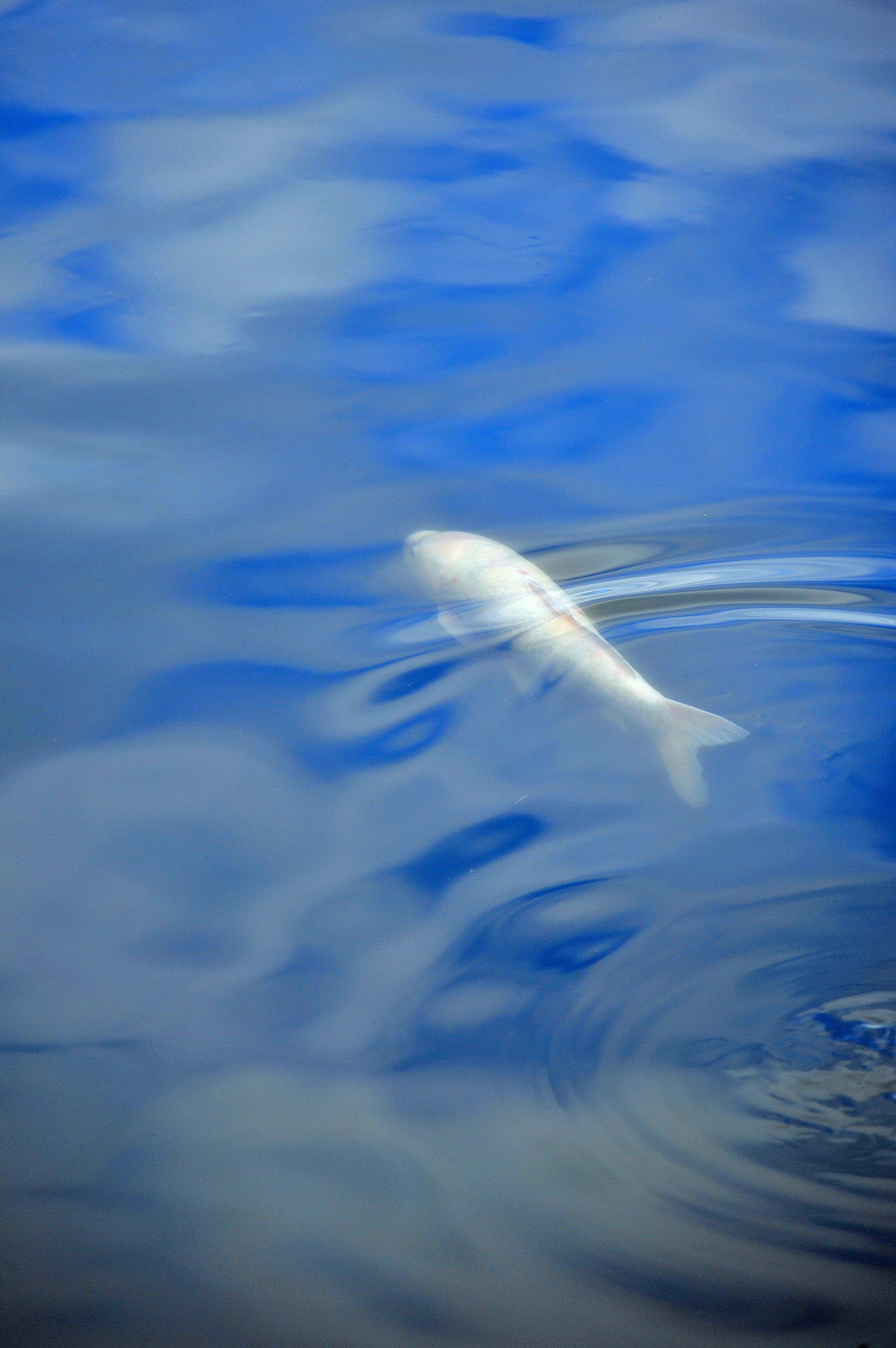 Un pesce bianco che nuota in acqua blu con increspature