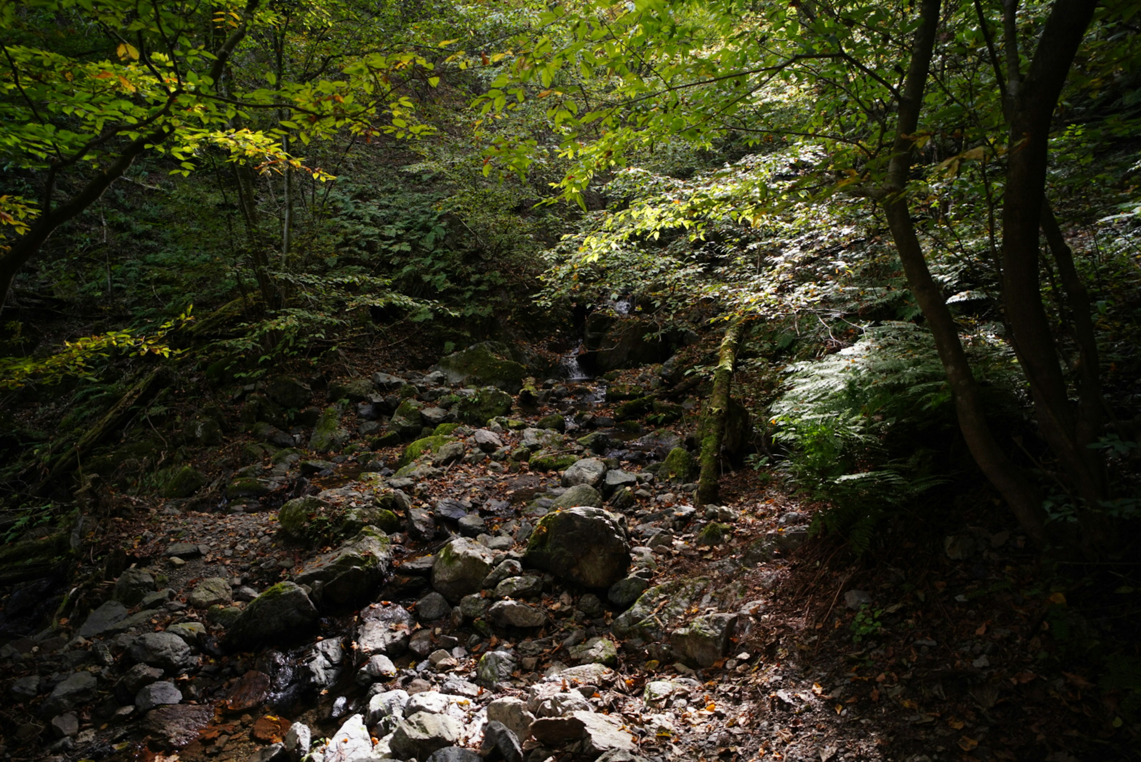 Stream flowing through rocky terrain surrounded by green trees