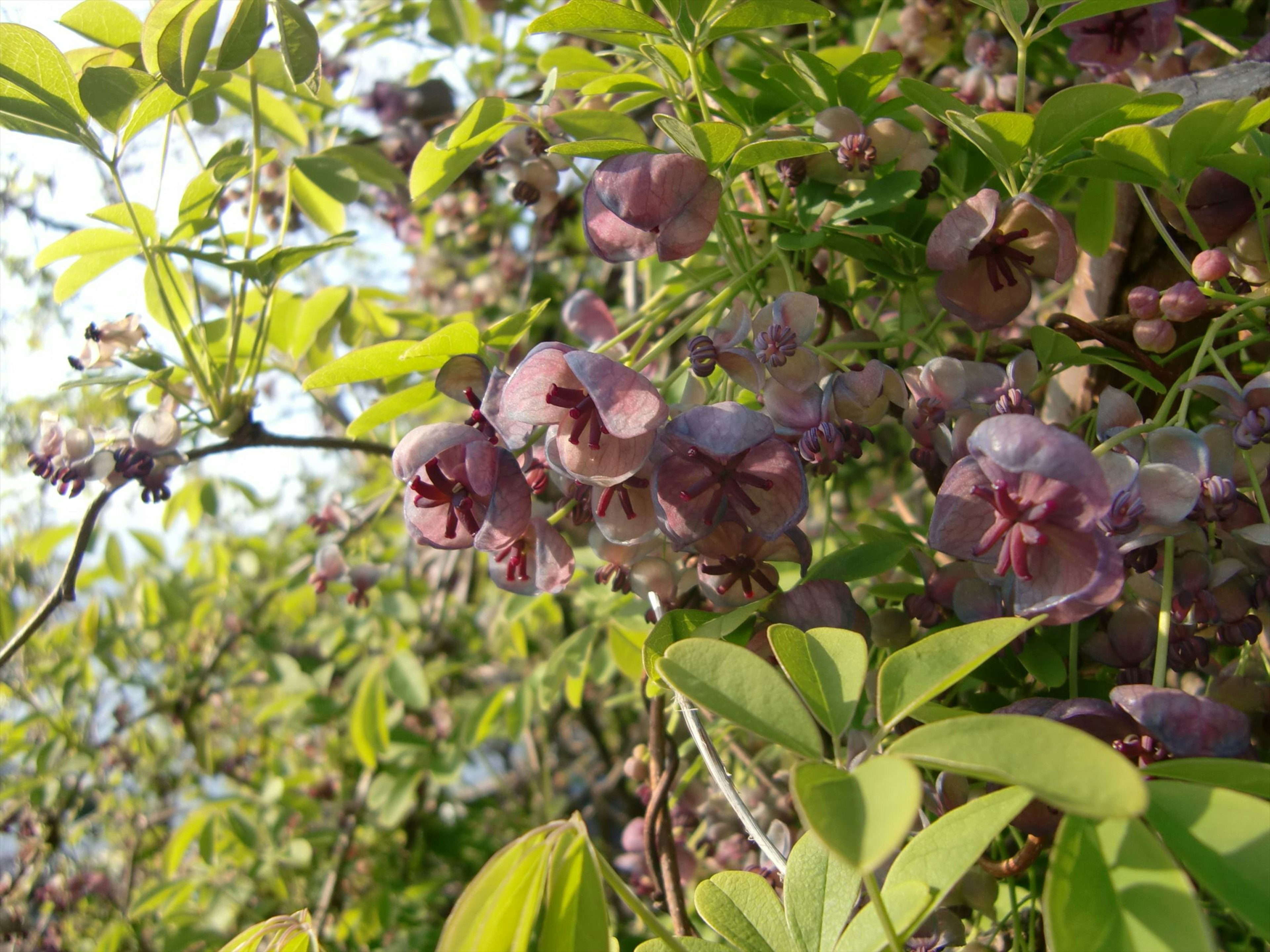 Close-up tanaman dengan bunga ungu dan daun hijau