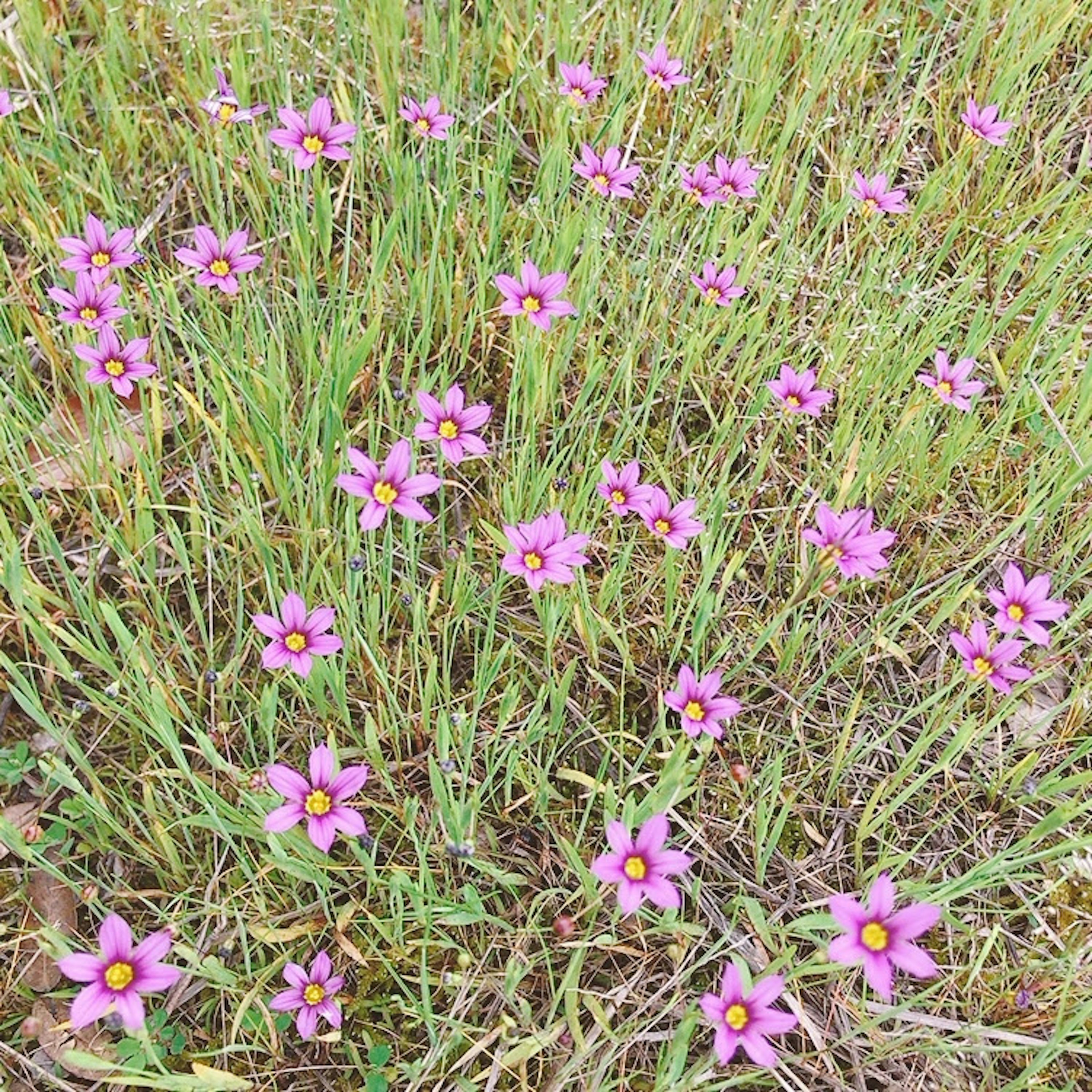 Pink flowers blooming in a grassy field