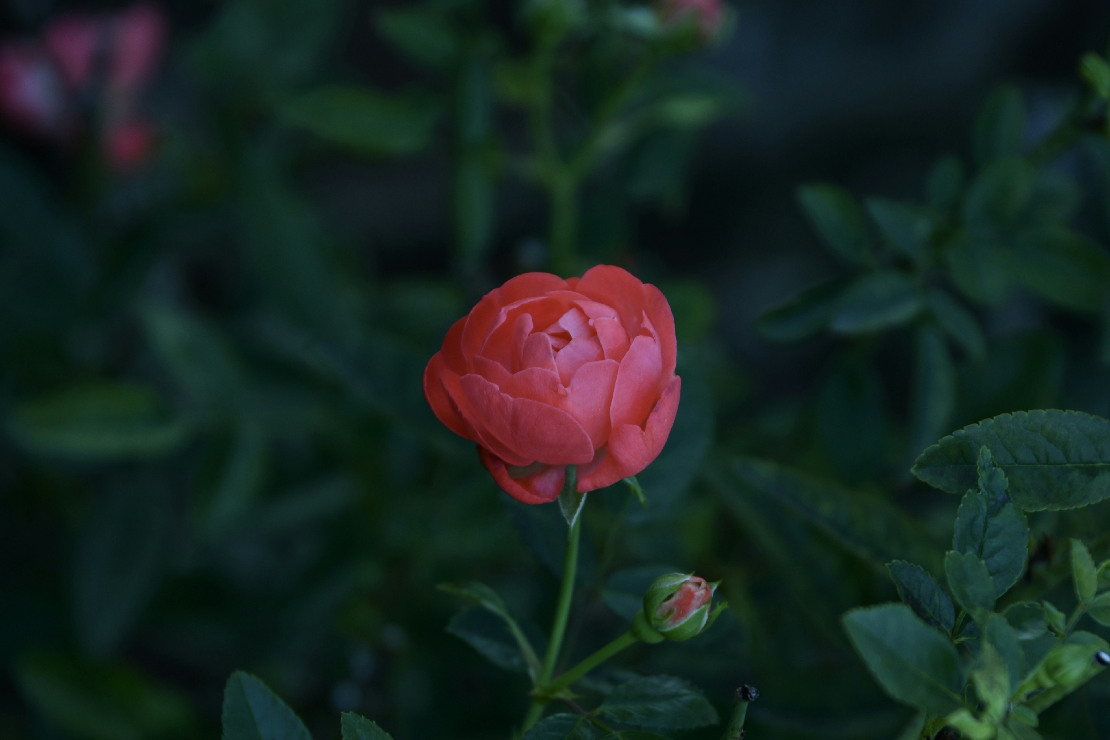 Close-up bunga mawar merah muda dikelilingi daun hijau