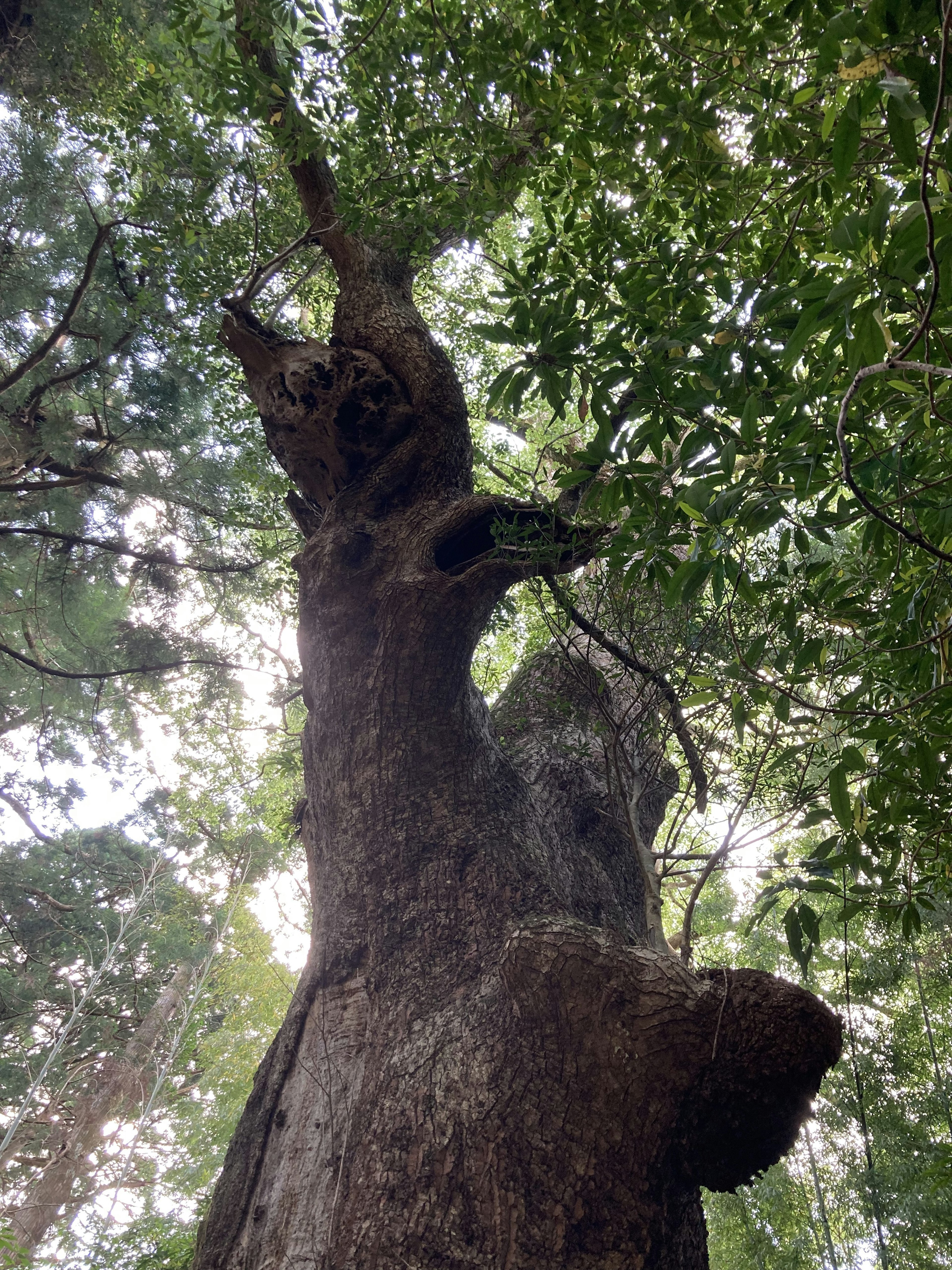 Image capturant un grand tronc d'arbre s'élevant vers le haut entouré de feuilles vertes luxuriantes