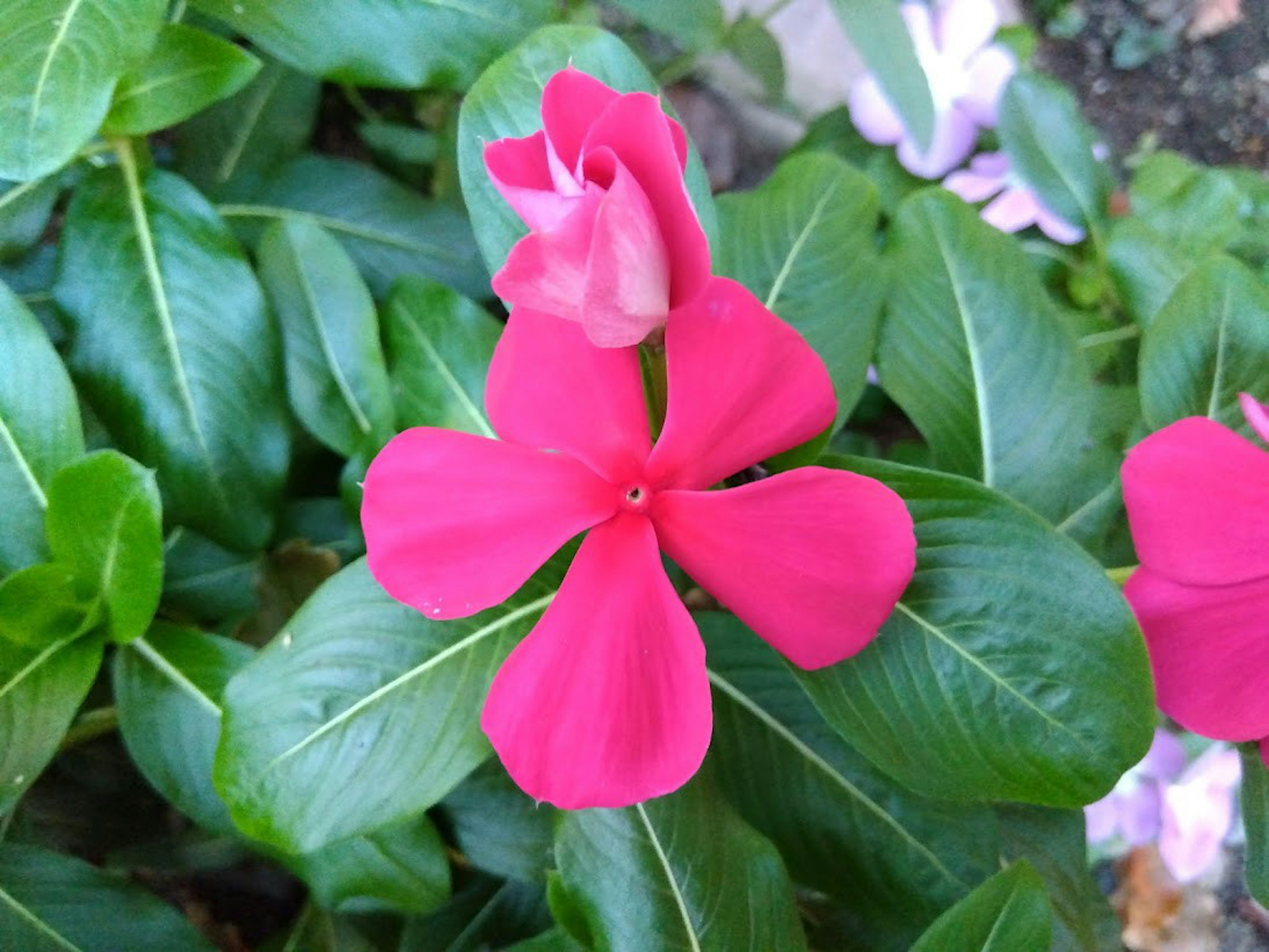 Lebendige rosa Blume mit grünen Blättern