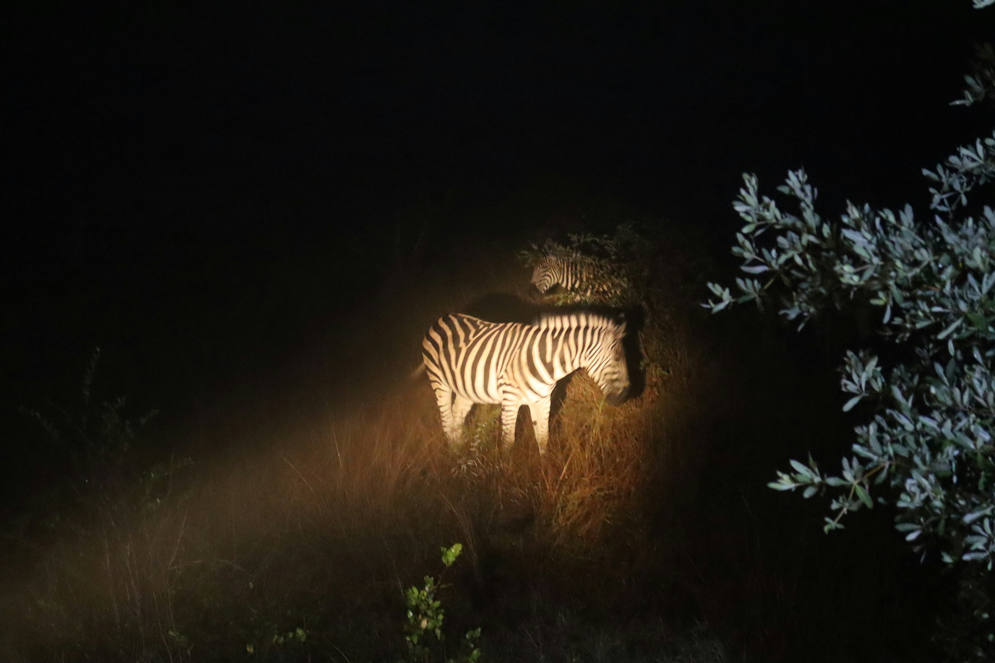 Ein im Dunkeln beleuchtetes Zebra steht auf einer Wiese