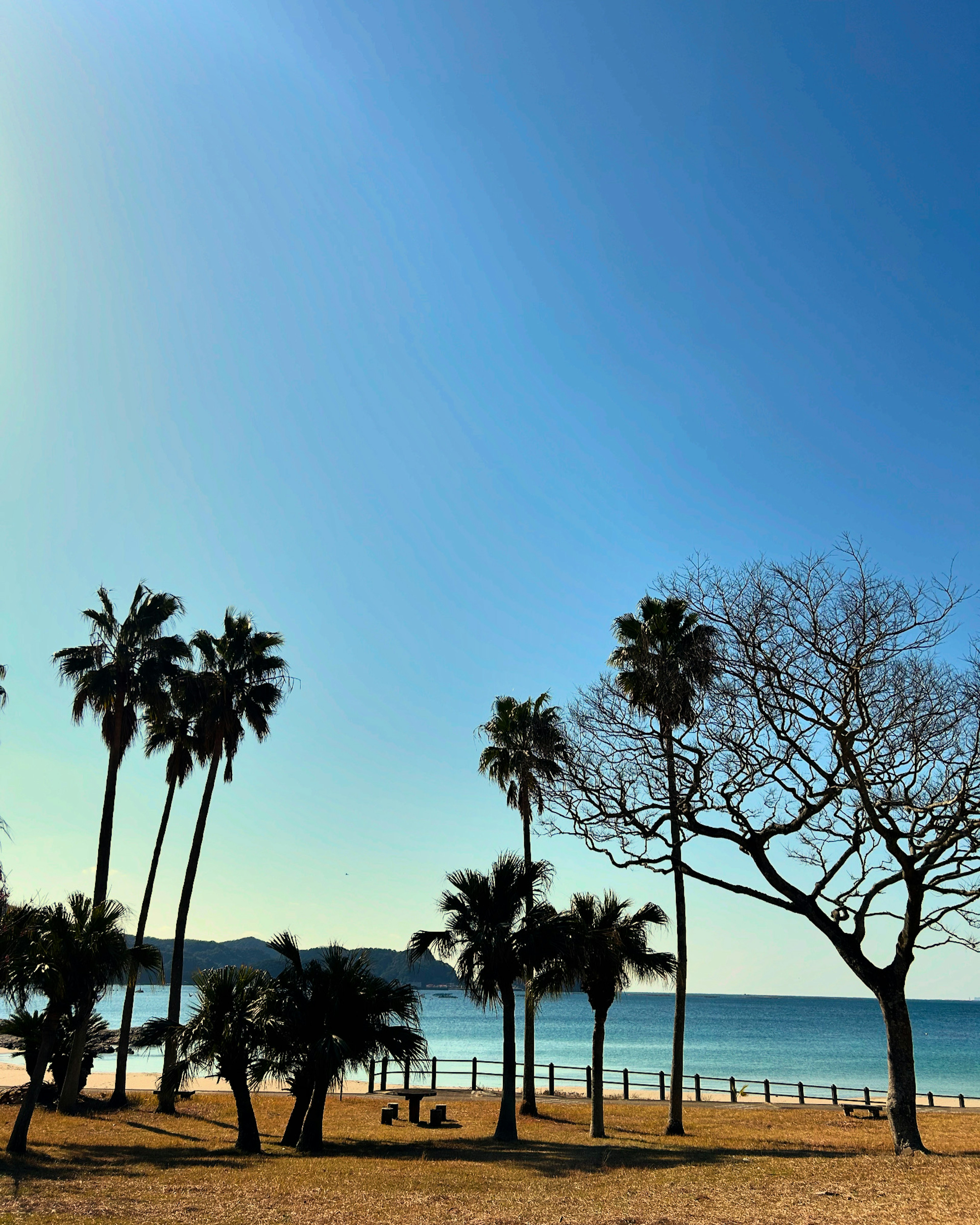 Vista escénica de una playa con palmeras bajo un cielo azul claro