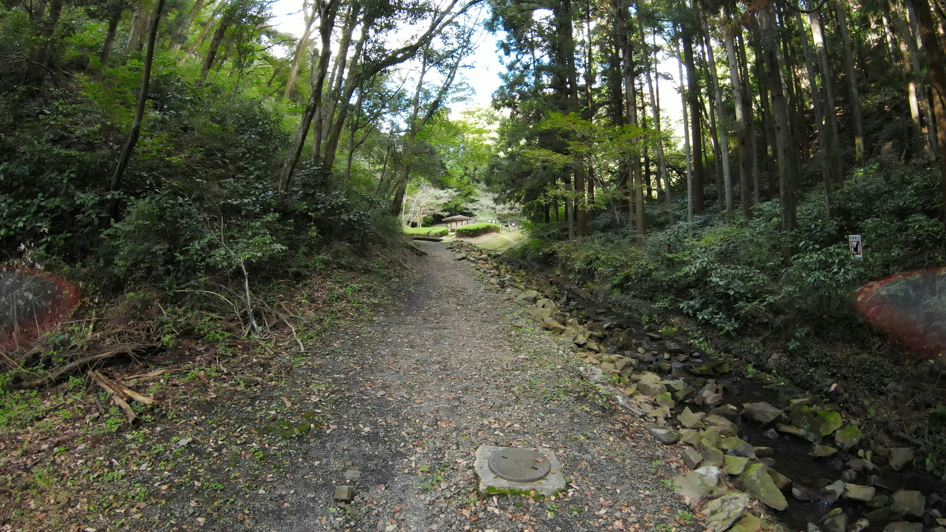 Un sendero estrecho a través de un bosque frondoso con un arroyo que fluye