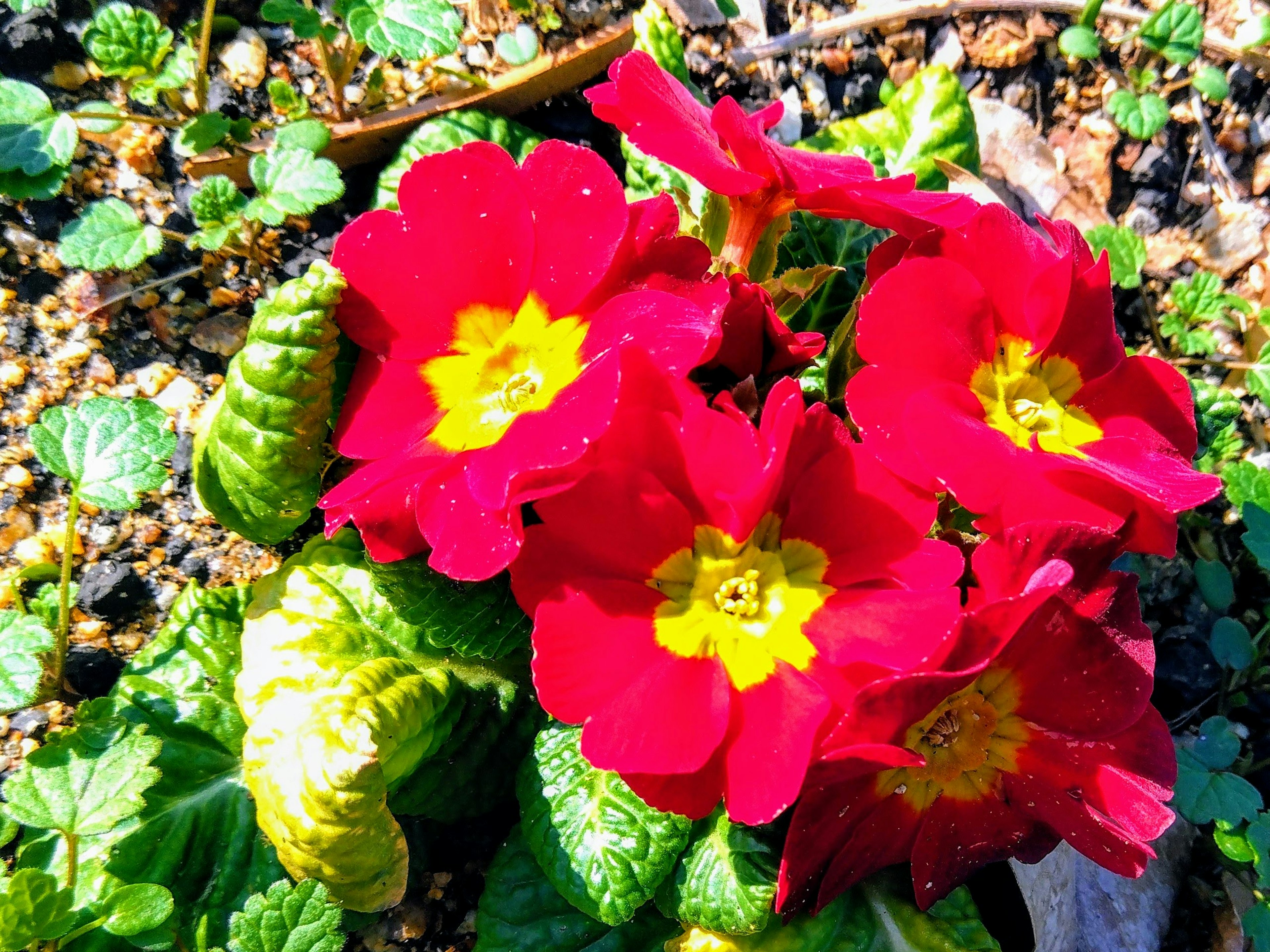 Sekelompok bunga primrose merah cerah dengan pusat kuning