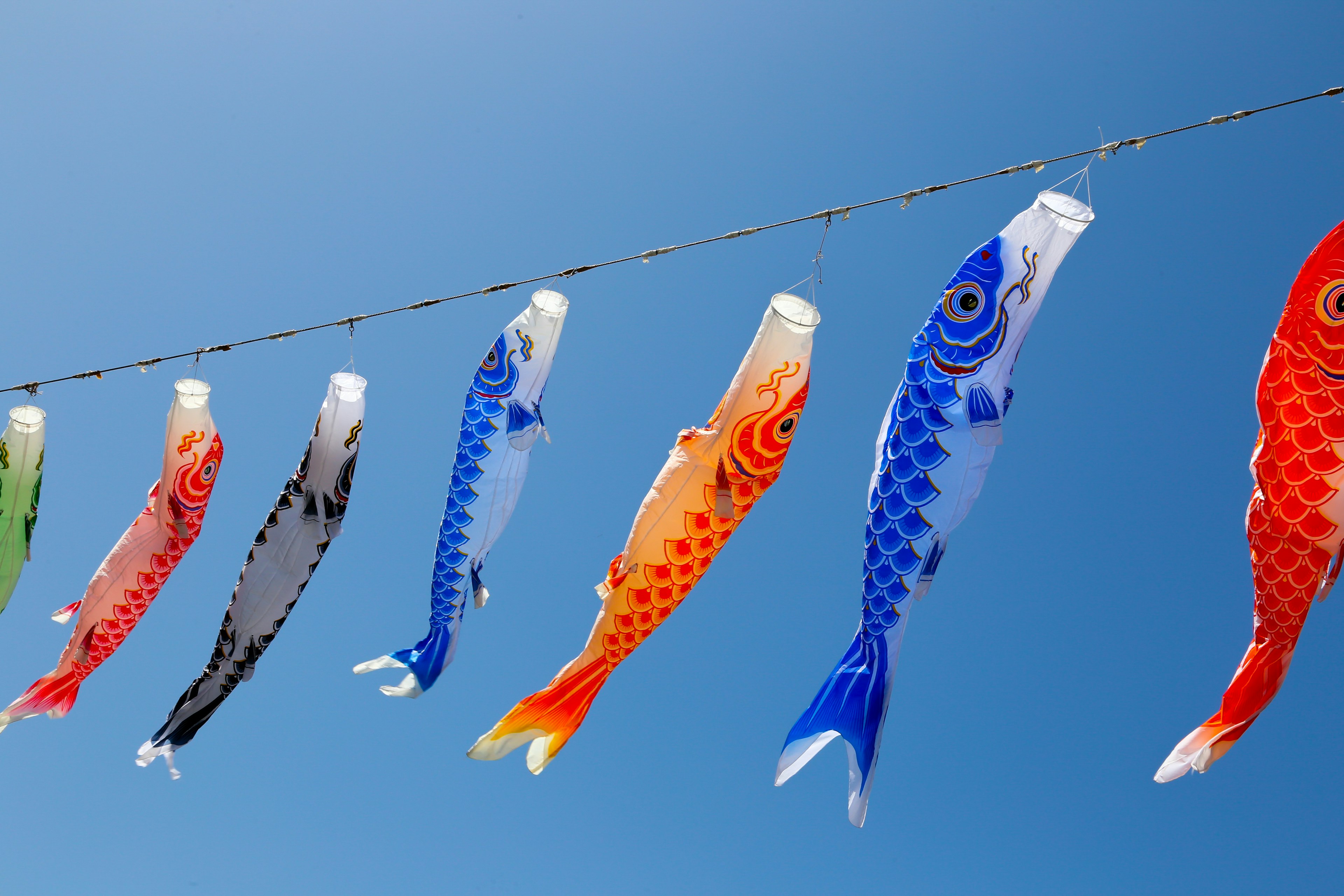 Drapeaux de koi colorés suspendus sous un ciel bleu