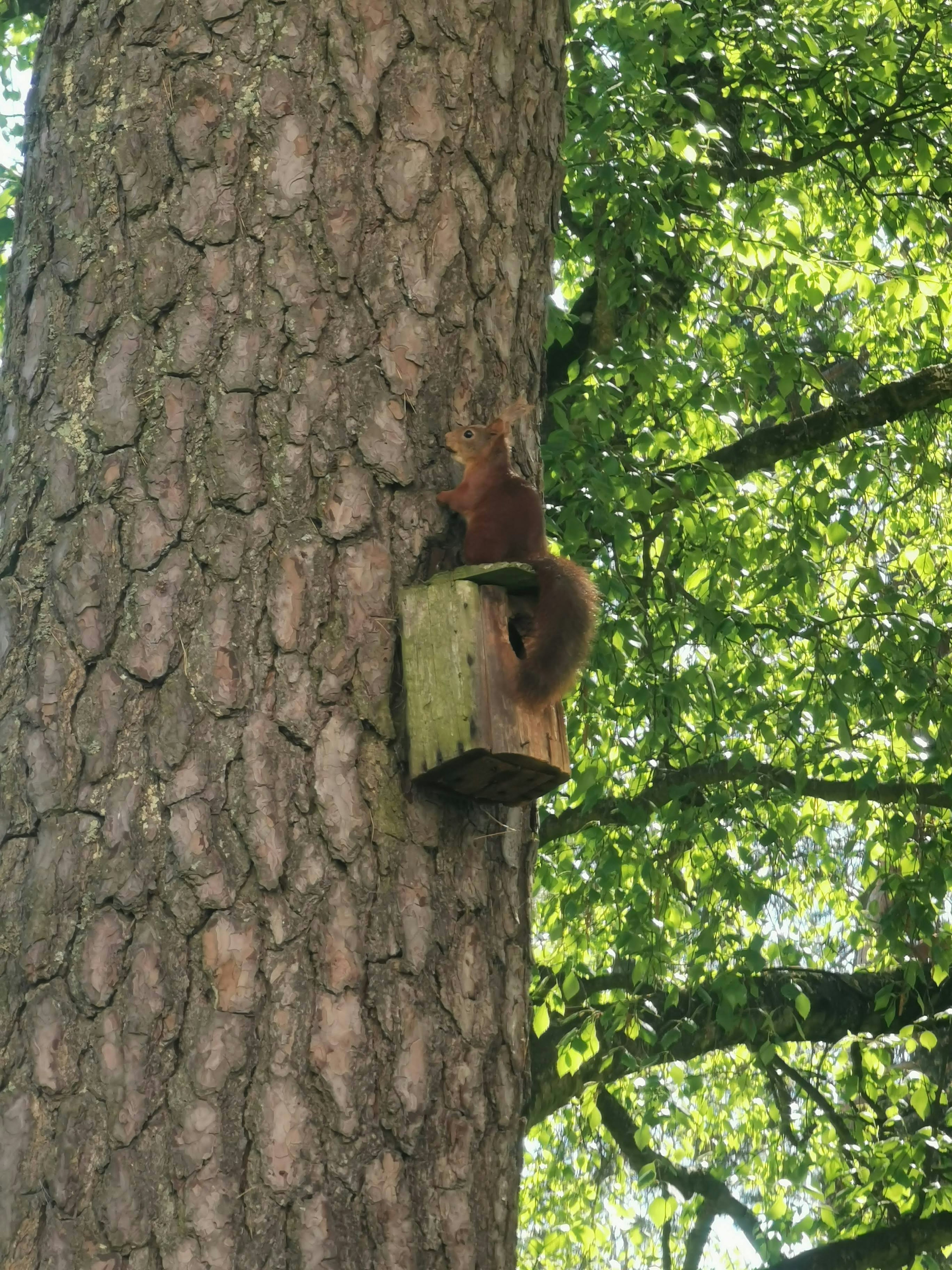 Ardilla en una caja de pájaros montada en un tronco de árbol rodeado de follaje verde