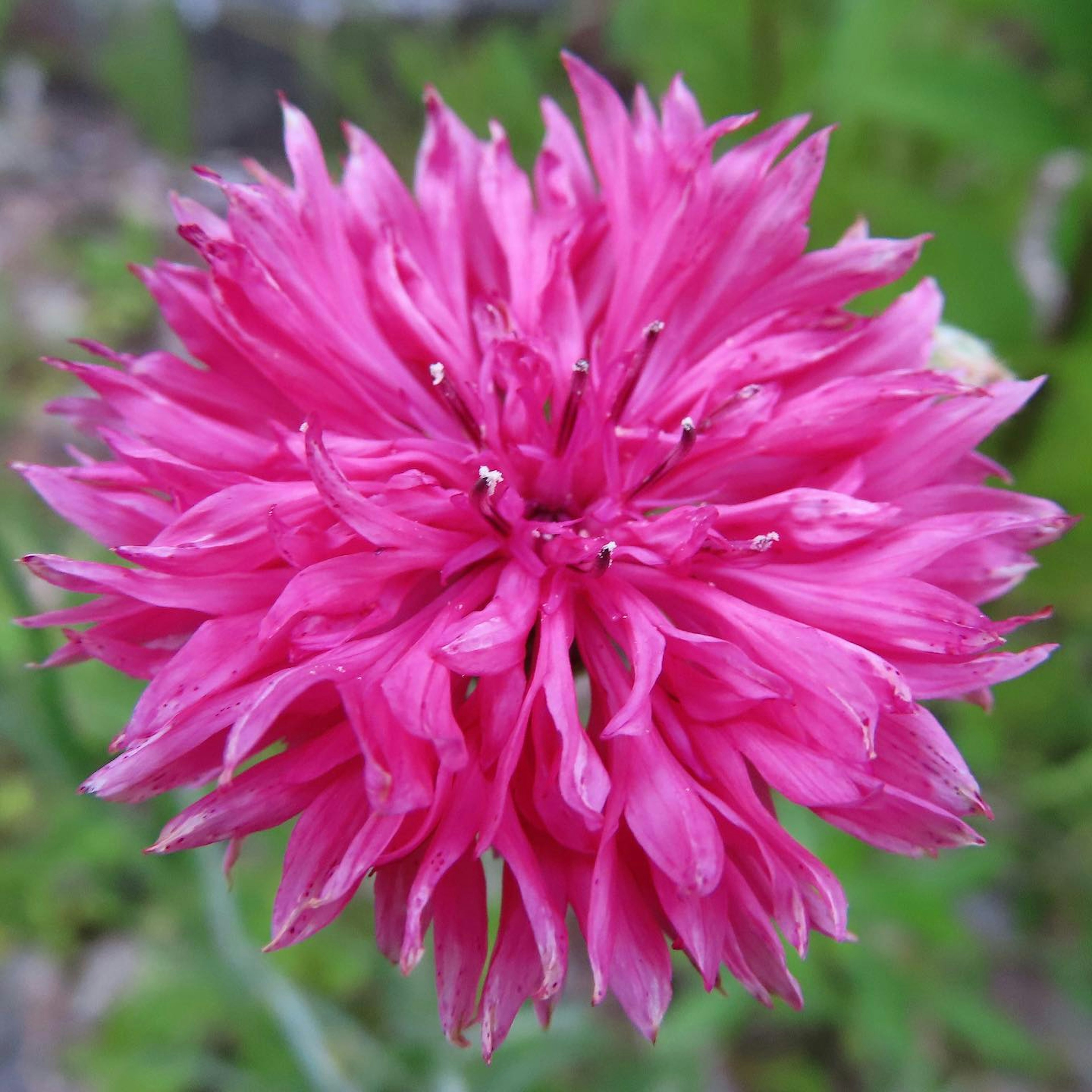 Close-up of a vibrant pink flower with unique petal structure