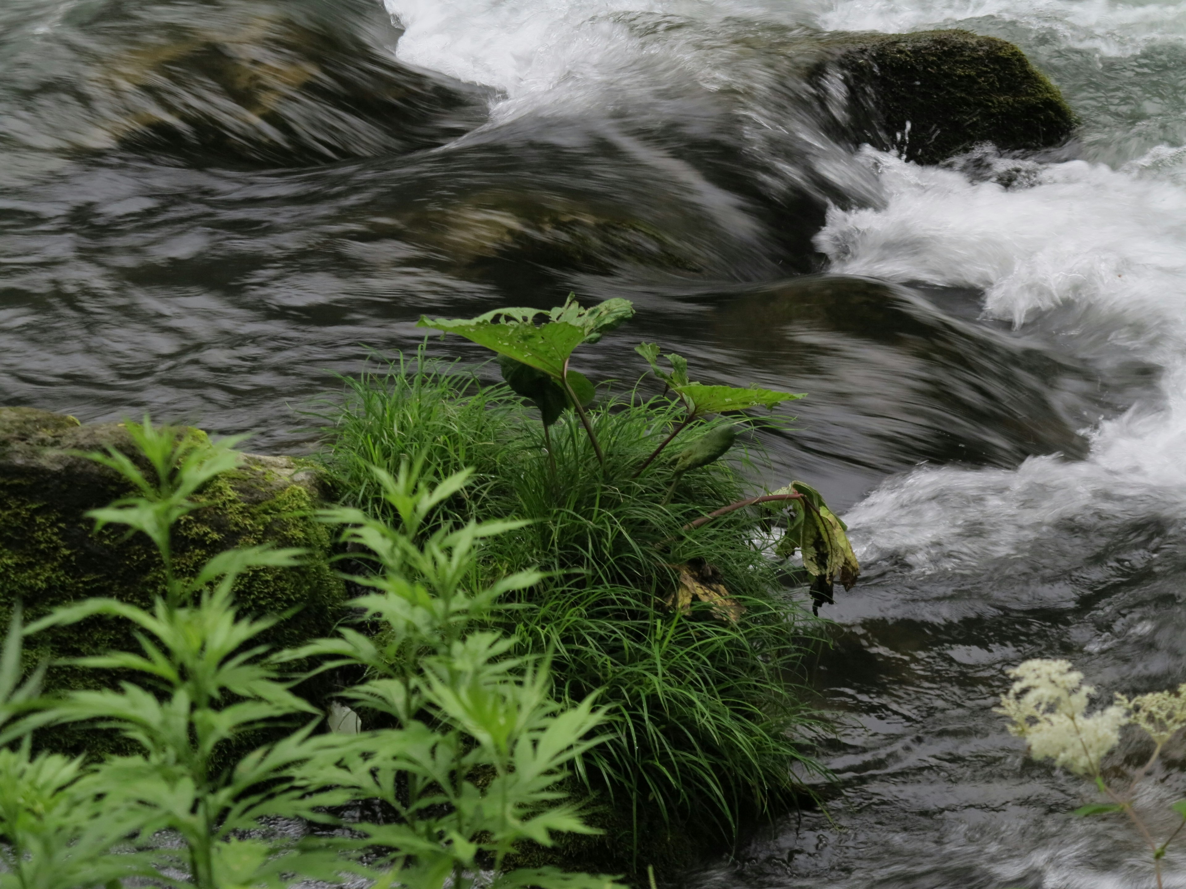 Green grass and rocks near flowing water