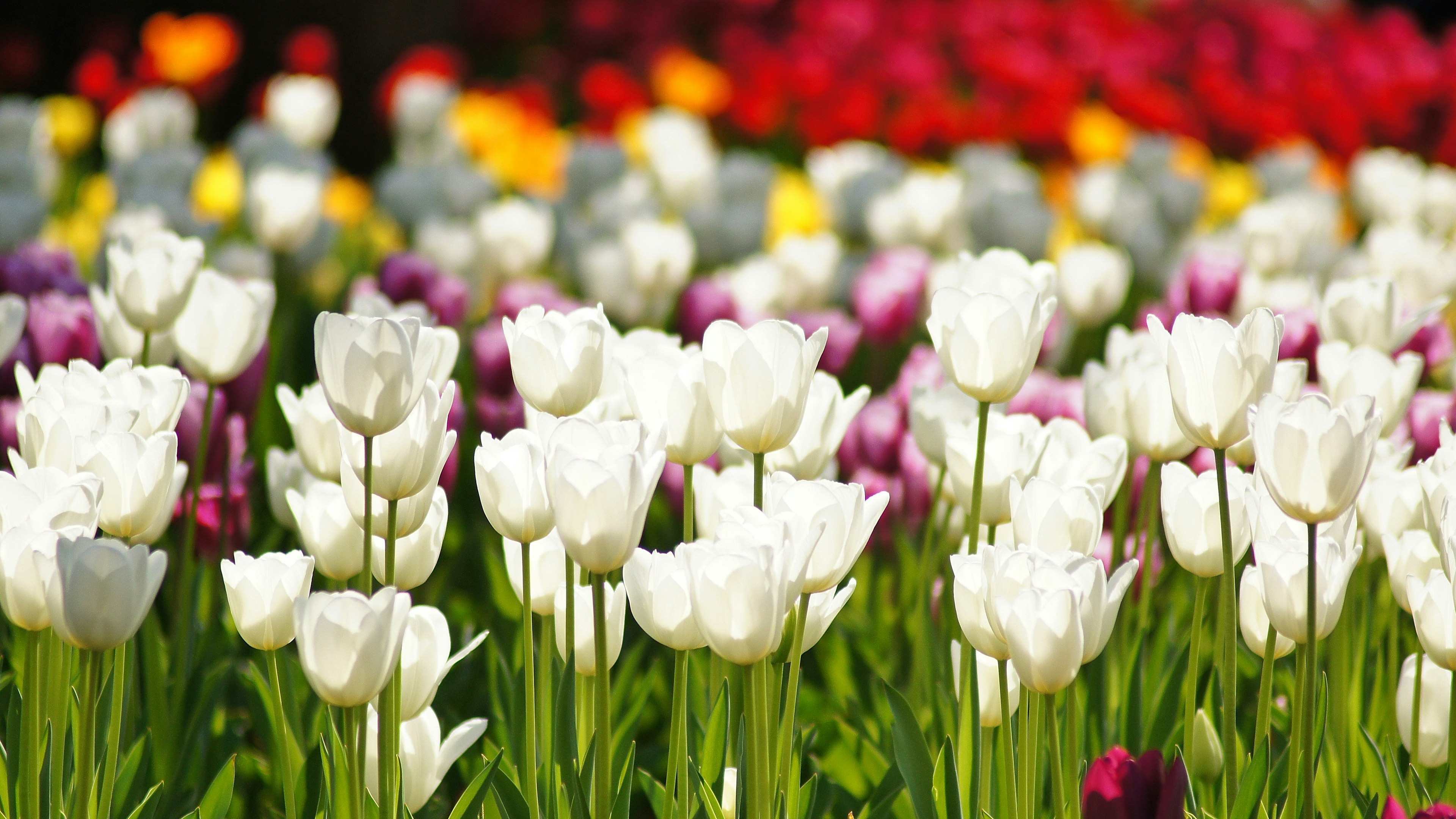 Una bella scena di giardino con tulipani di vari colori in piena fioritura