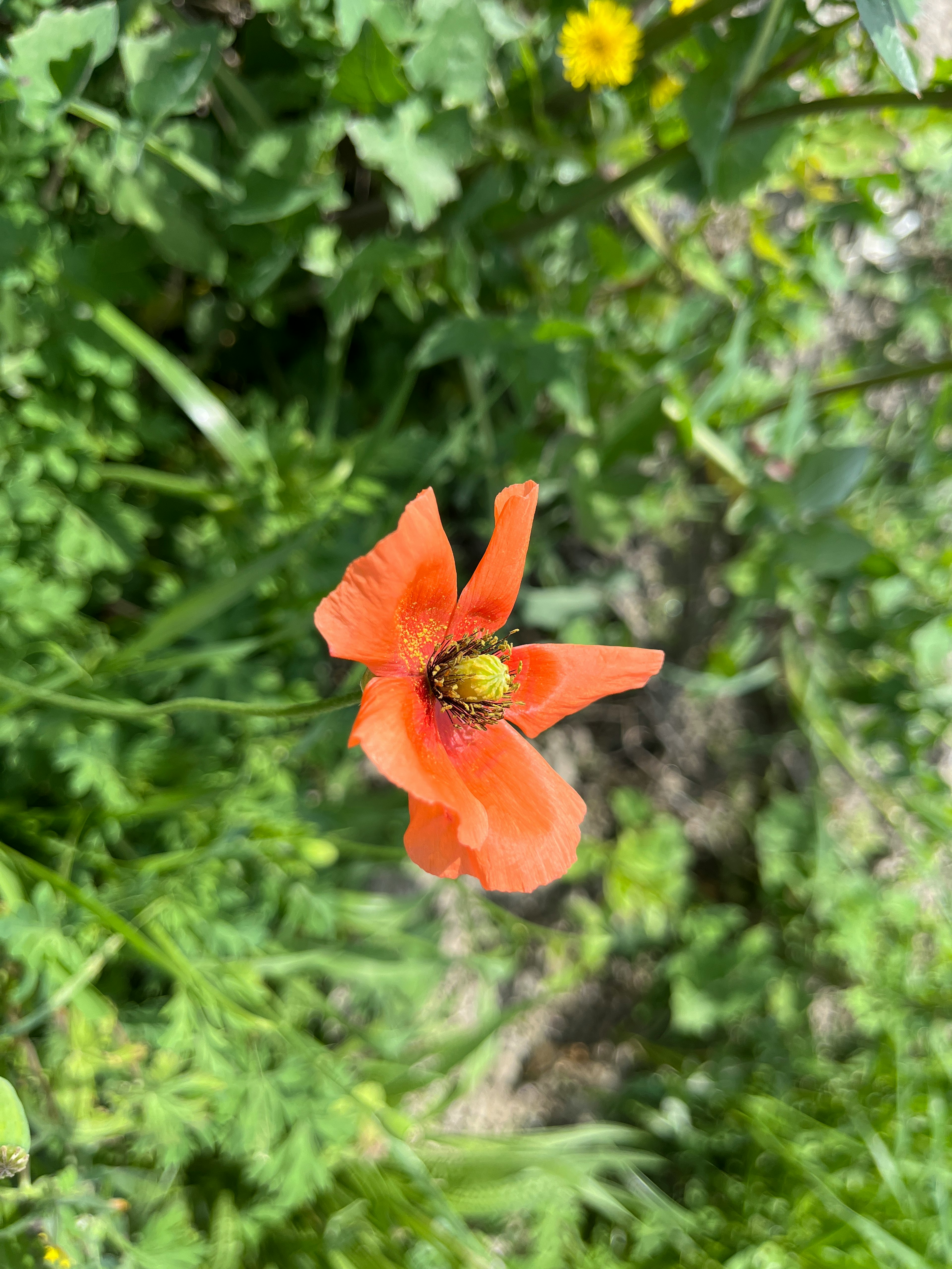 鲜艳的橙色花朵在绿色背景中绽放