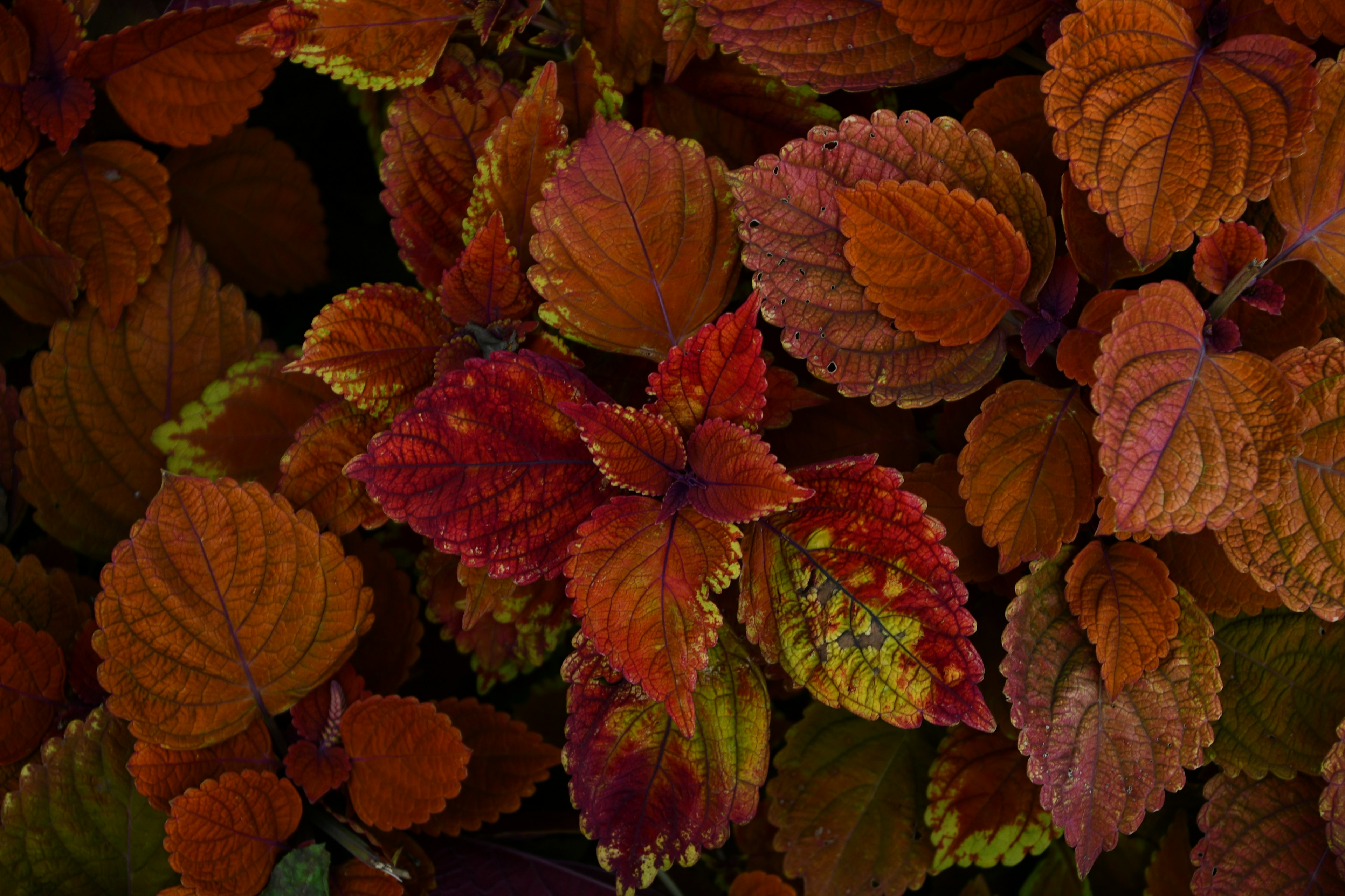 Close-up daun berwarna cerah dalam nuansa oranye dan merah