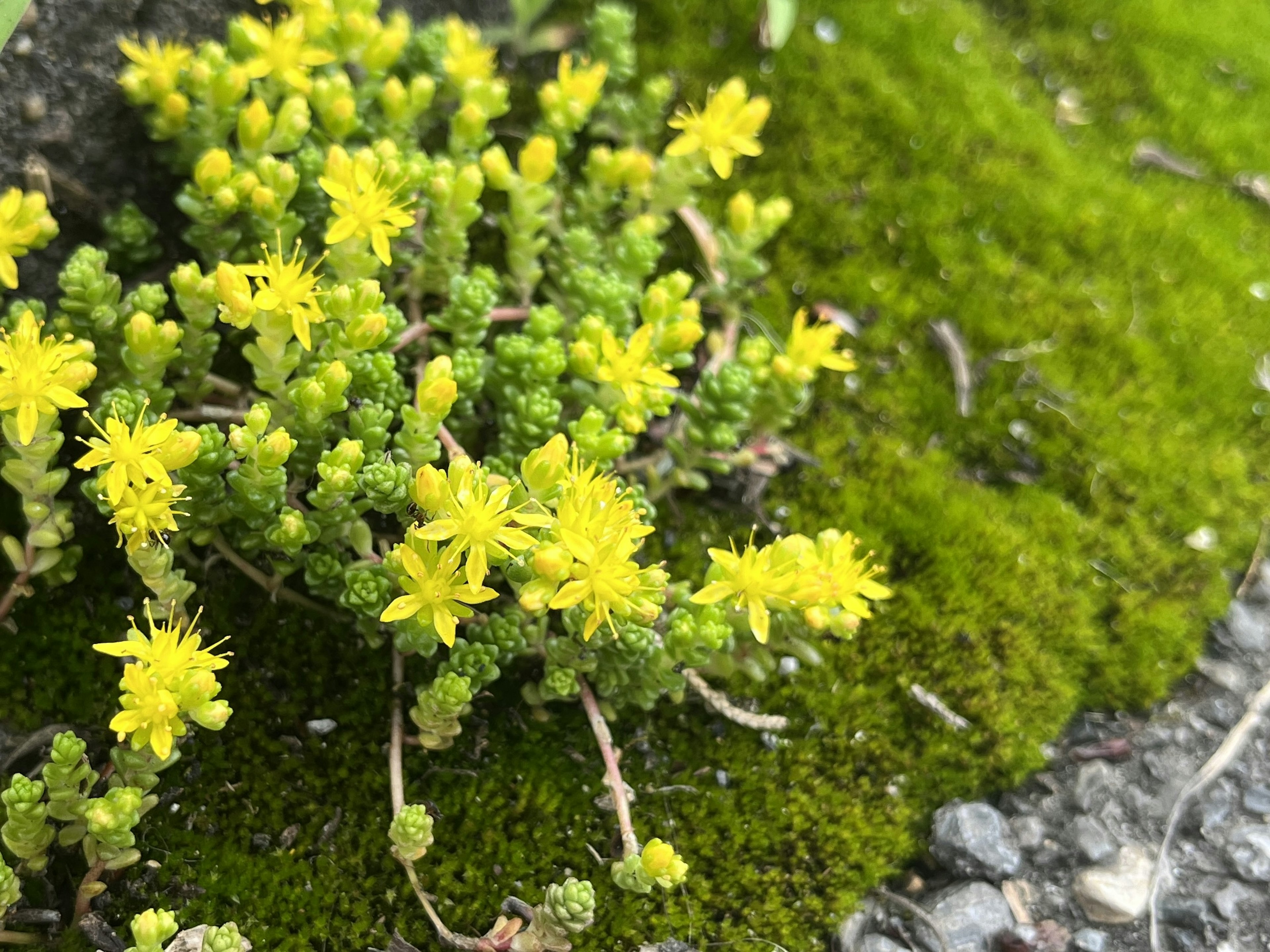 Small yellow flowers blooming on green moss