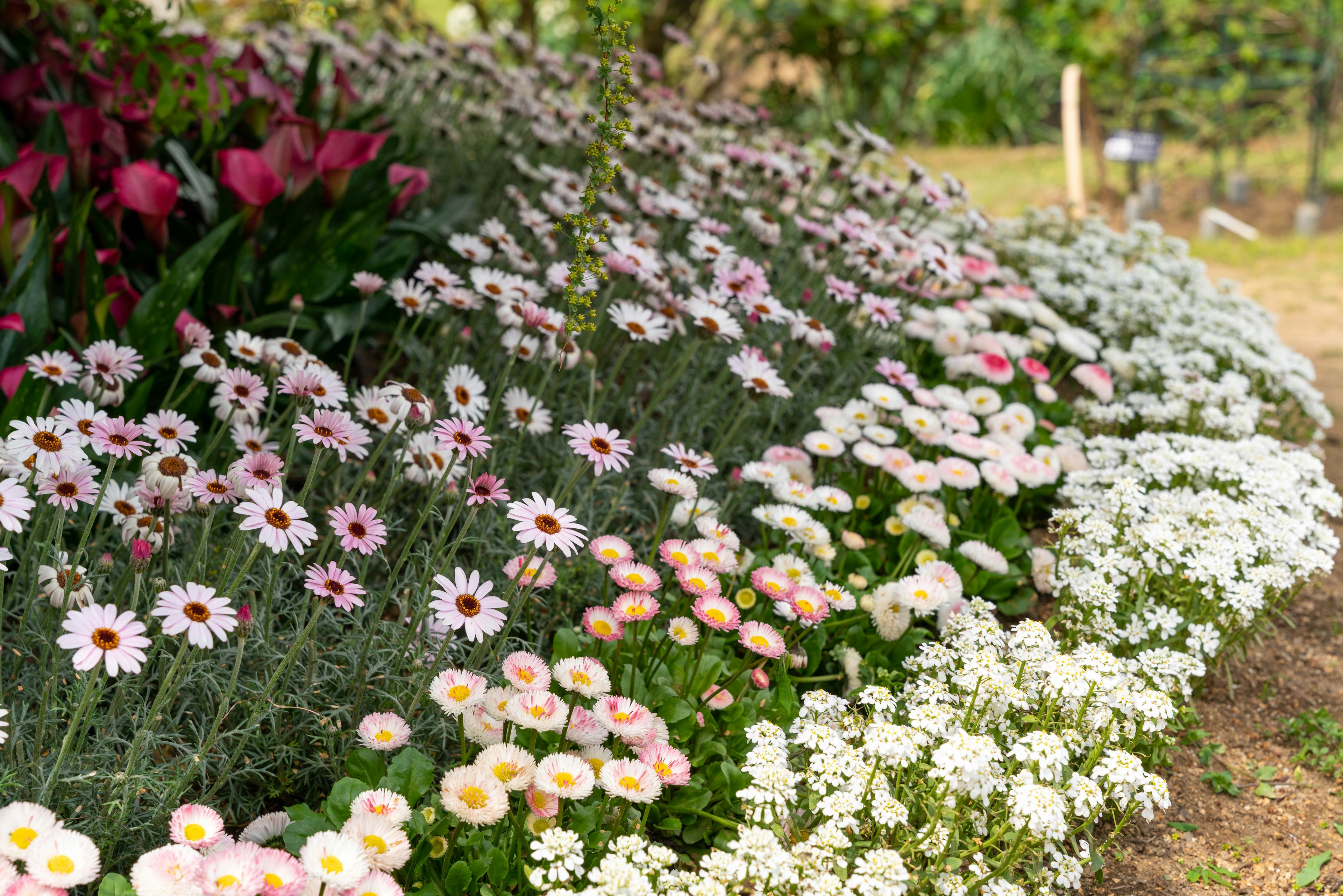 Fleurs colorées en fleurs dans un jardin