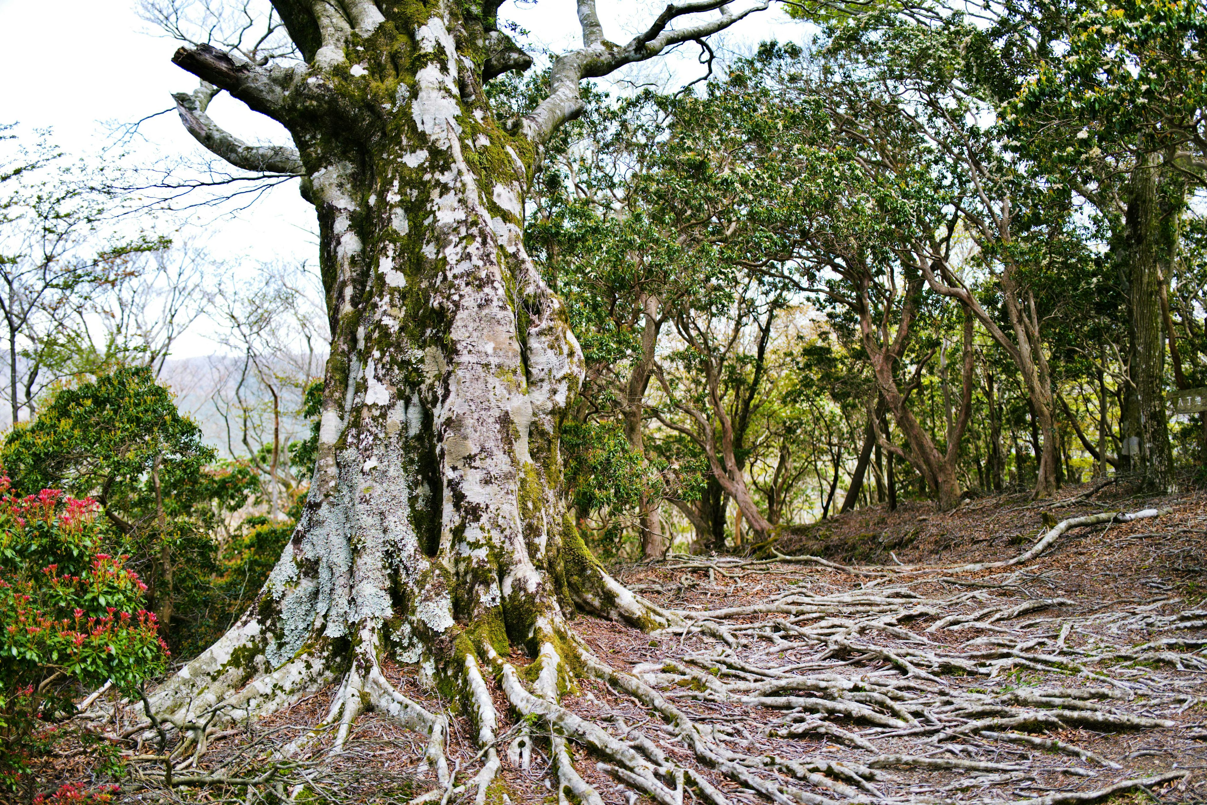 Un albero vecchio con radici espanse circondato da bosco