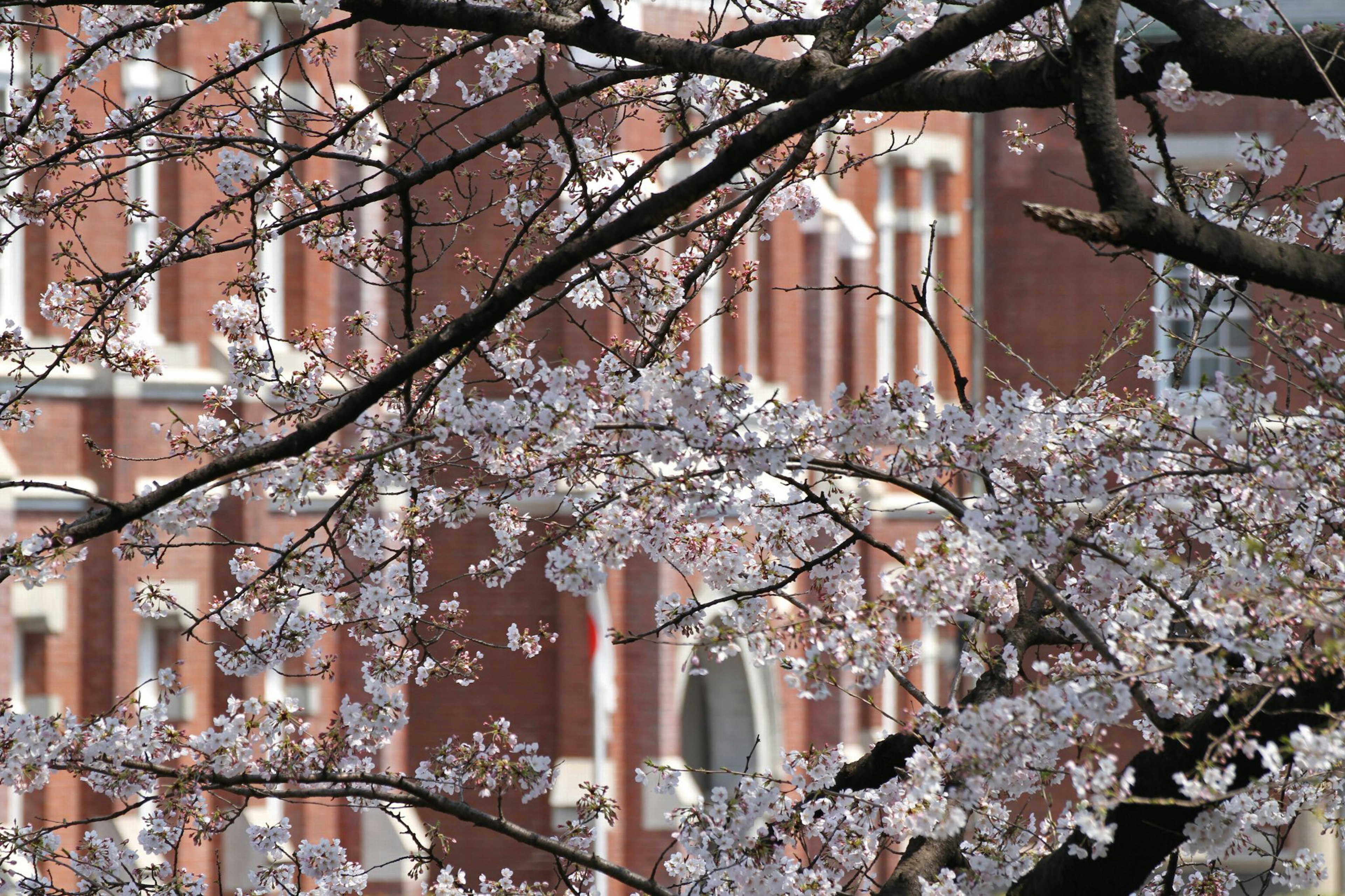 Rami di ciliegio in fiore con un edificio in mattoni rossi sullo sfondo