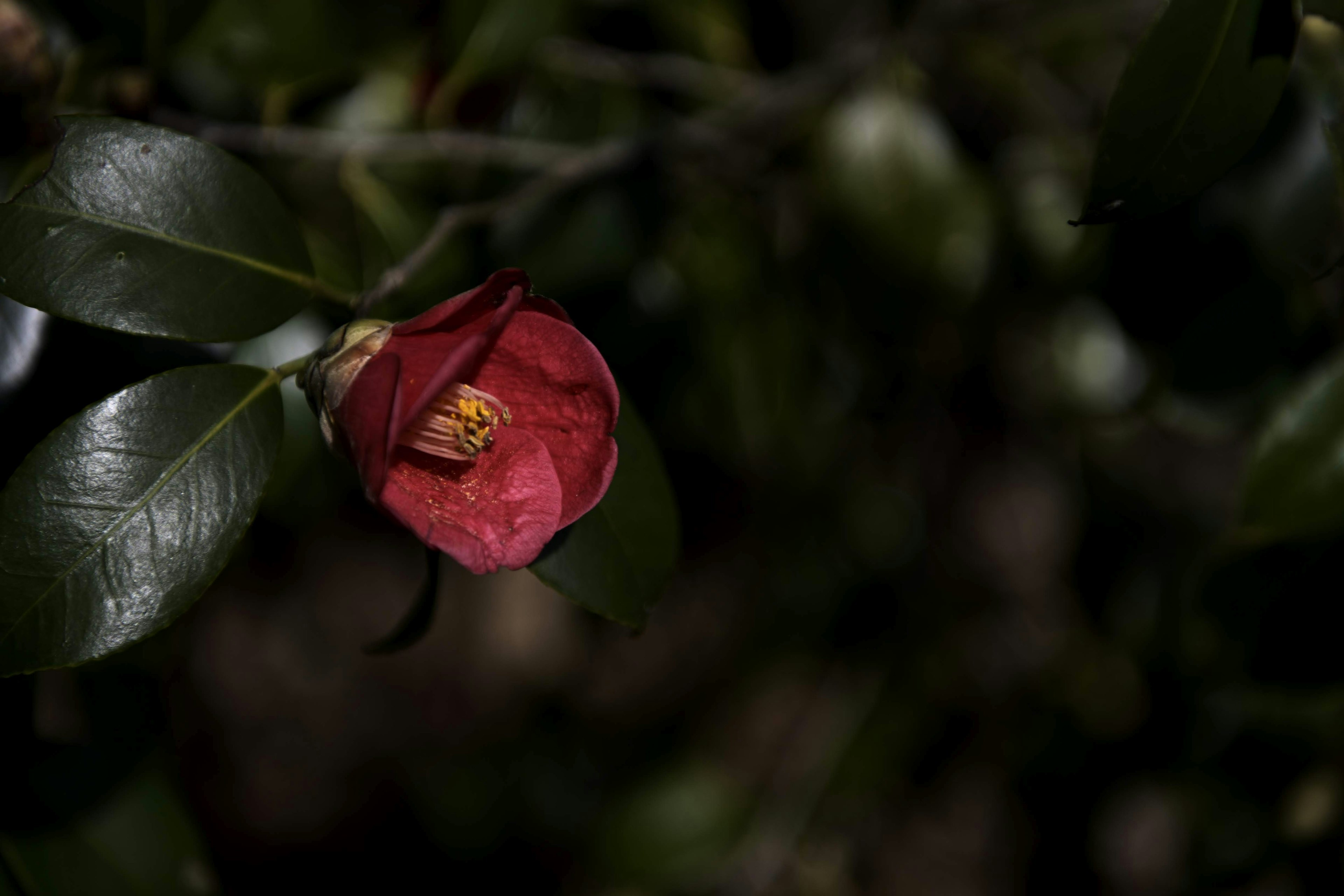 Red camellia flower blooming among green leaves